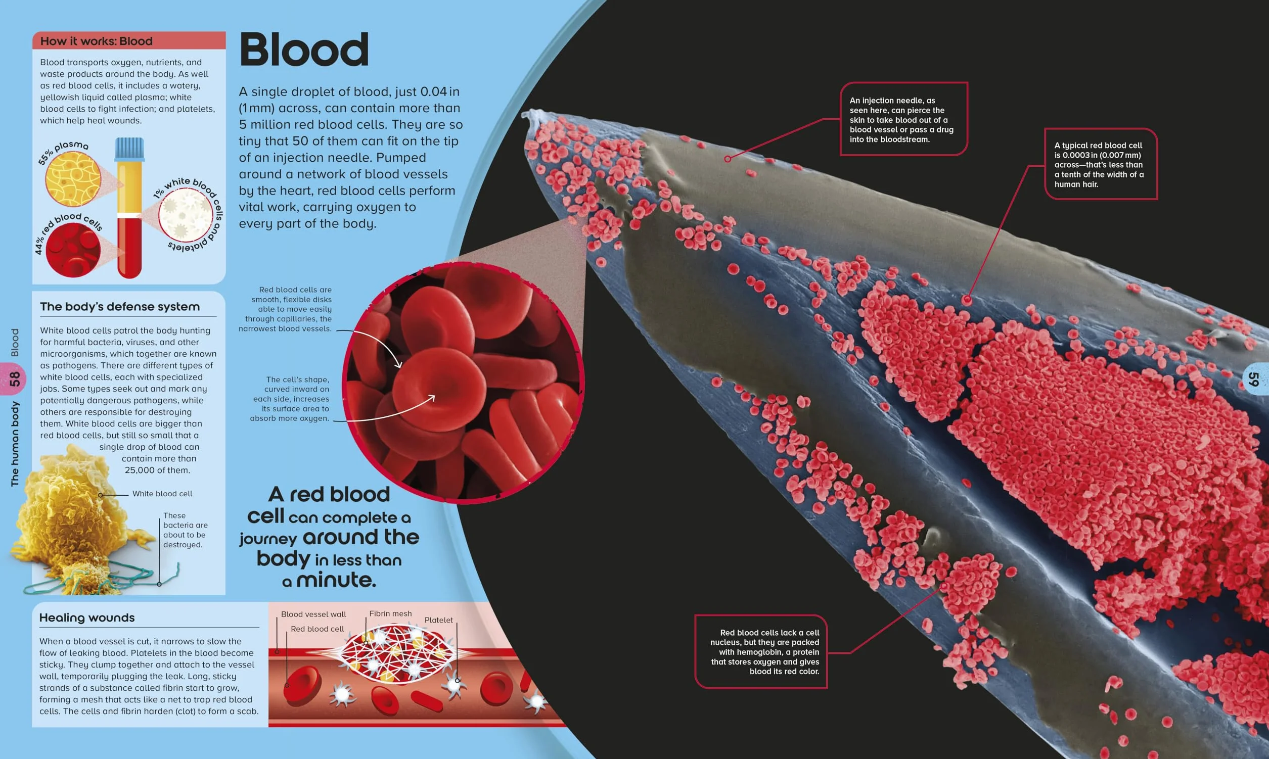The Miniverse: A Microscopic Journey Into Hidden Worlds