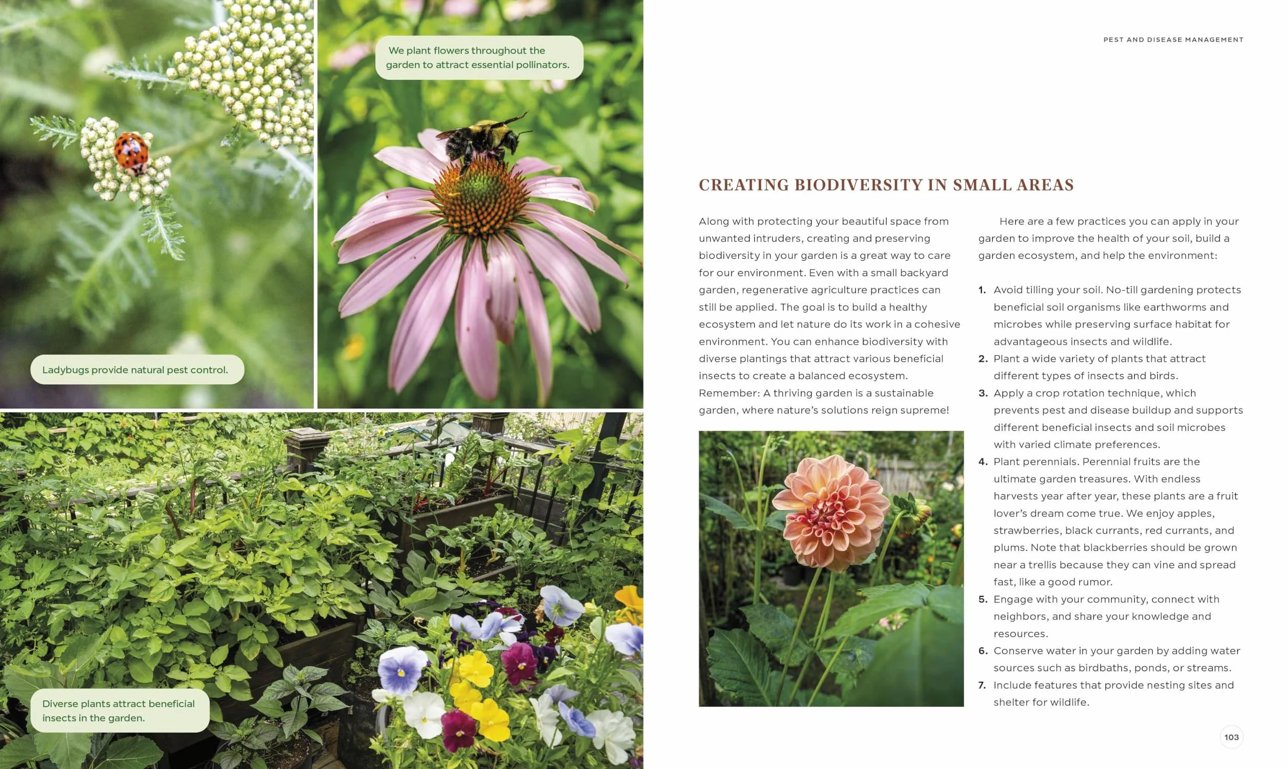 The Compact Garden: A Beginner's Guide to Growing Vegetables in Small Spaces