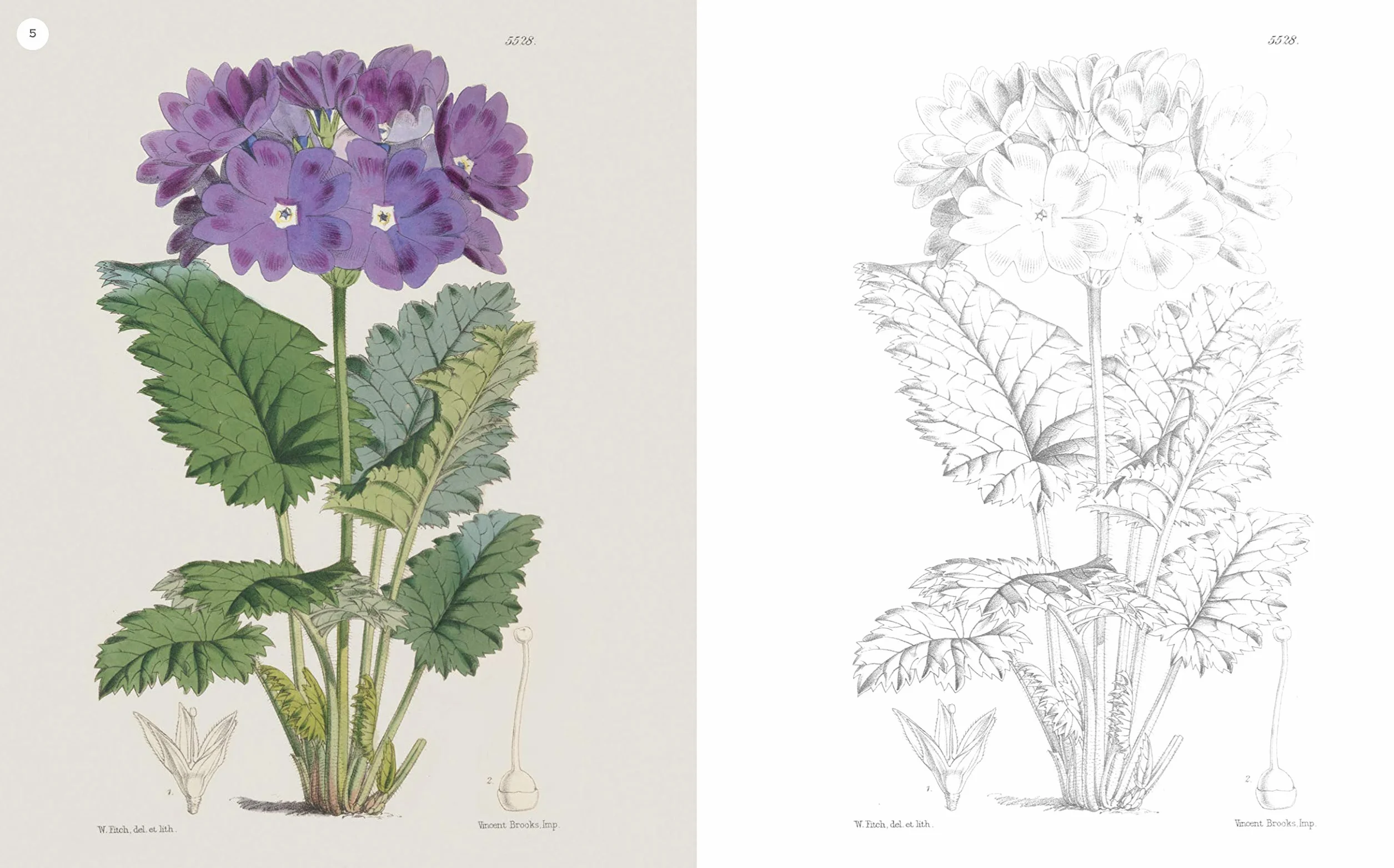 The Kew Gardens Flowering Plants Colouring Book: Over 40 Beautiful Illustrations Plus Colour Guides