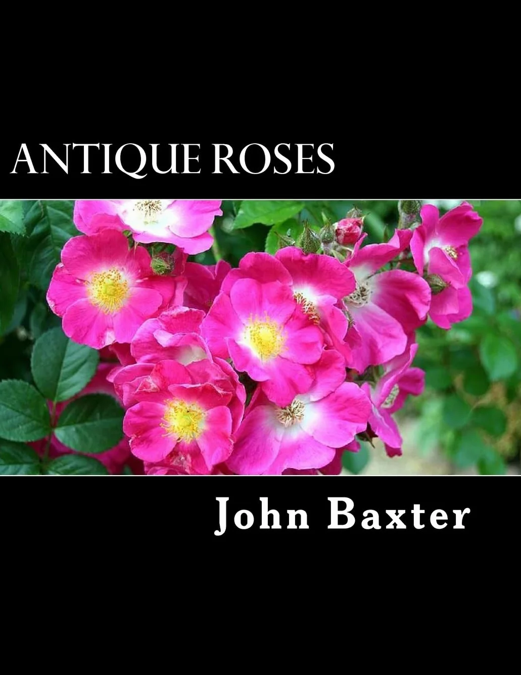 Antique Roses