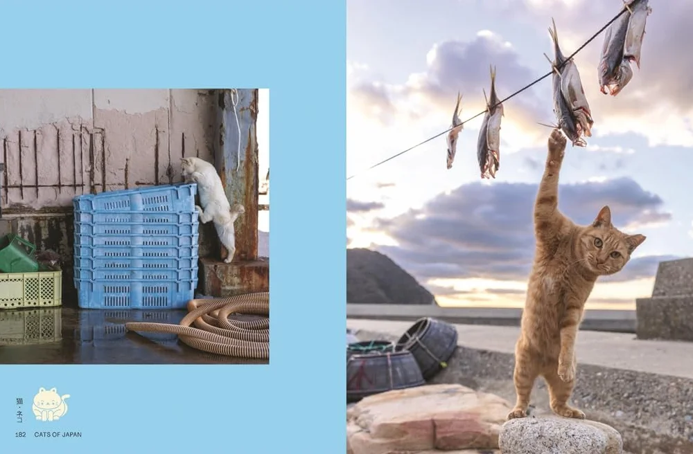 Neko : Cats of Japan /anglais