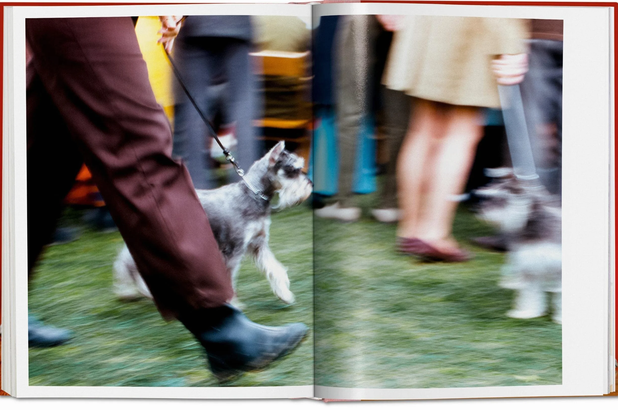 Dogs Photographs 1941–1991