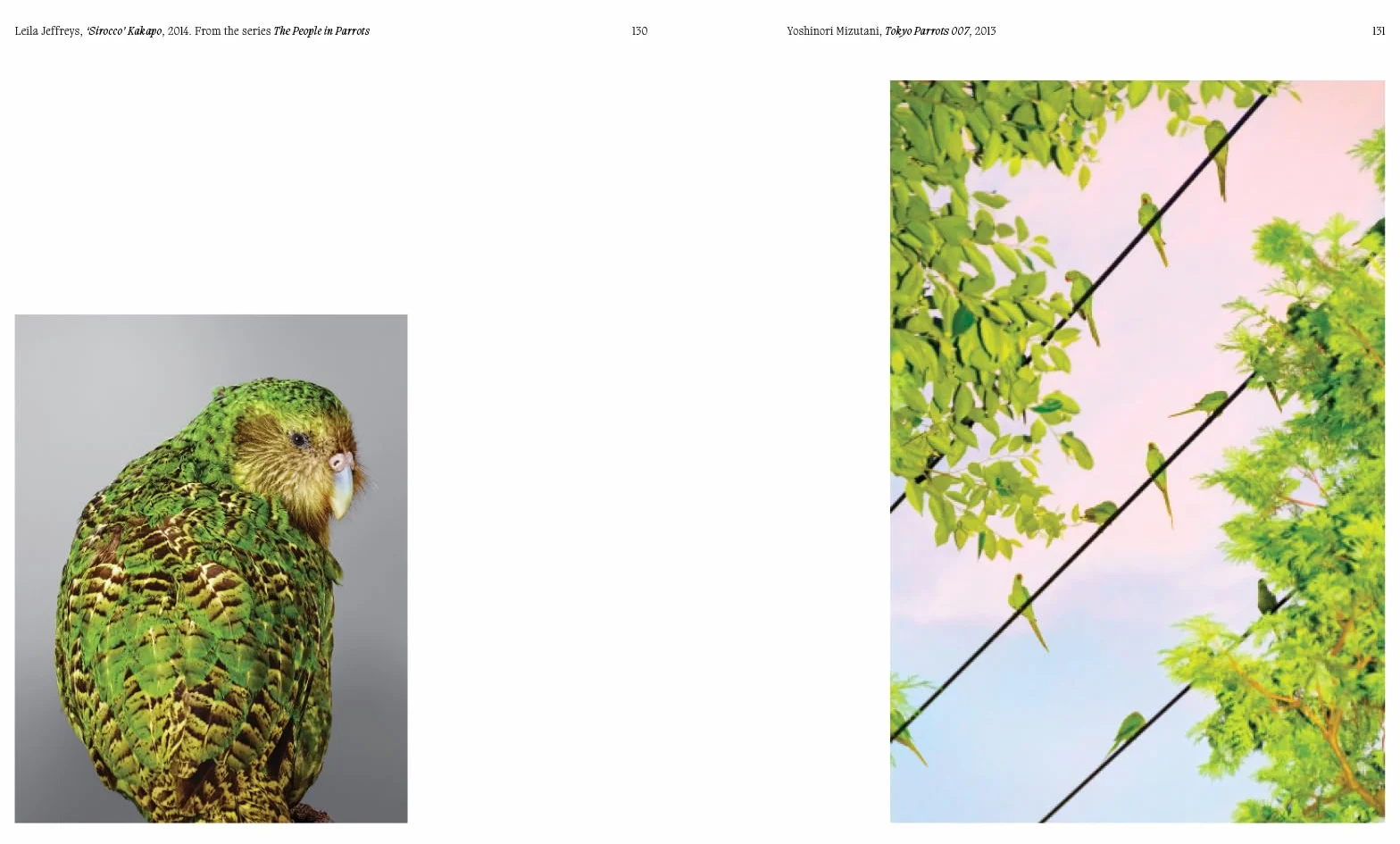 Aviary The Bird in Contemporary Photography /anglais