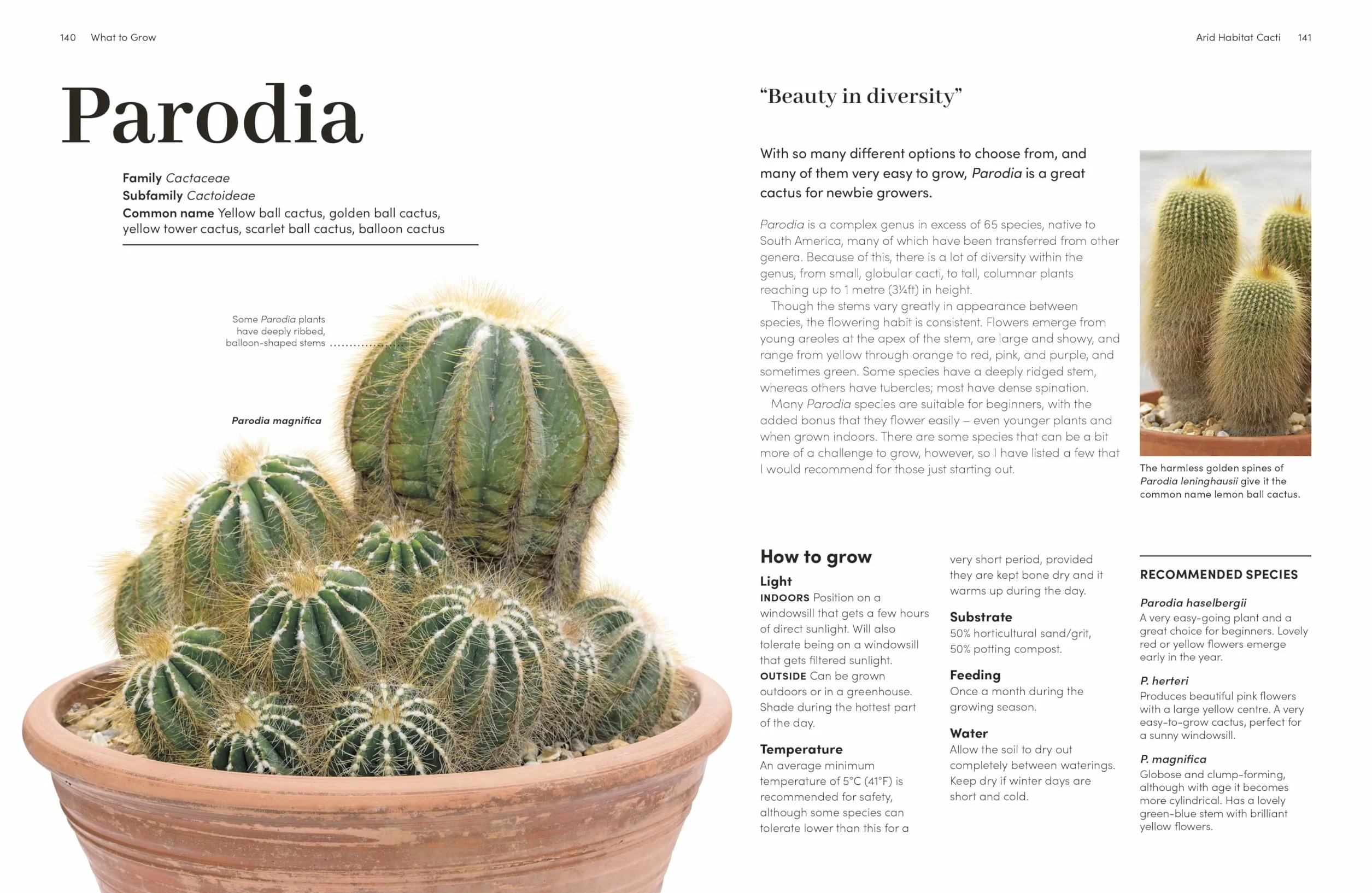 Cacti and Succulents: The Plant Rescuer's On-point Advice to Keep Your Plants Looking Sharp