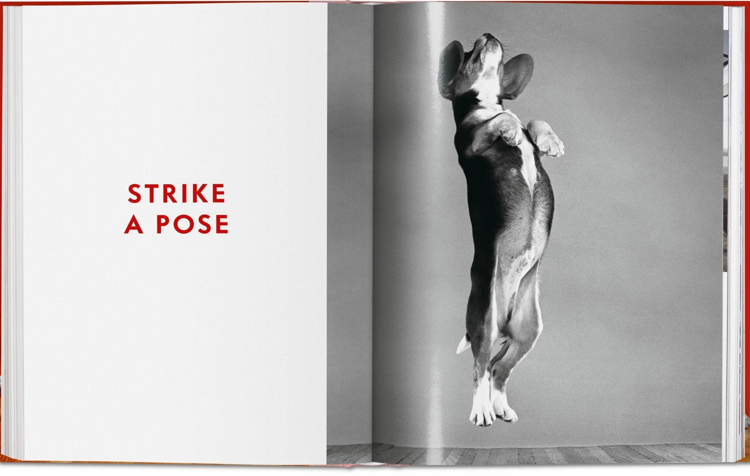 Dogs Photographs 1941–1991