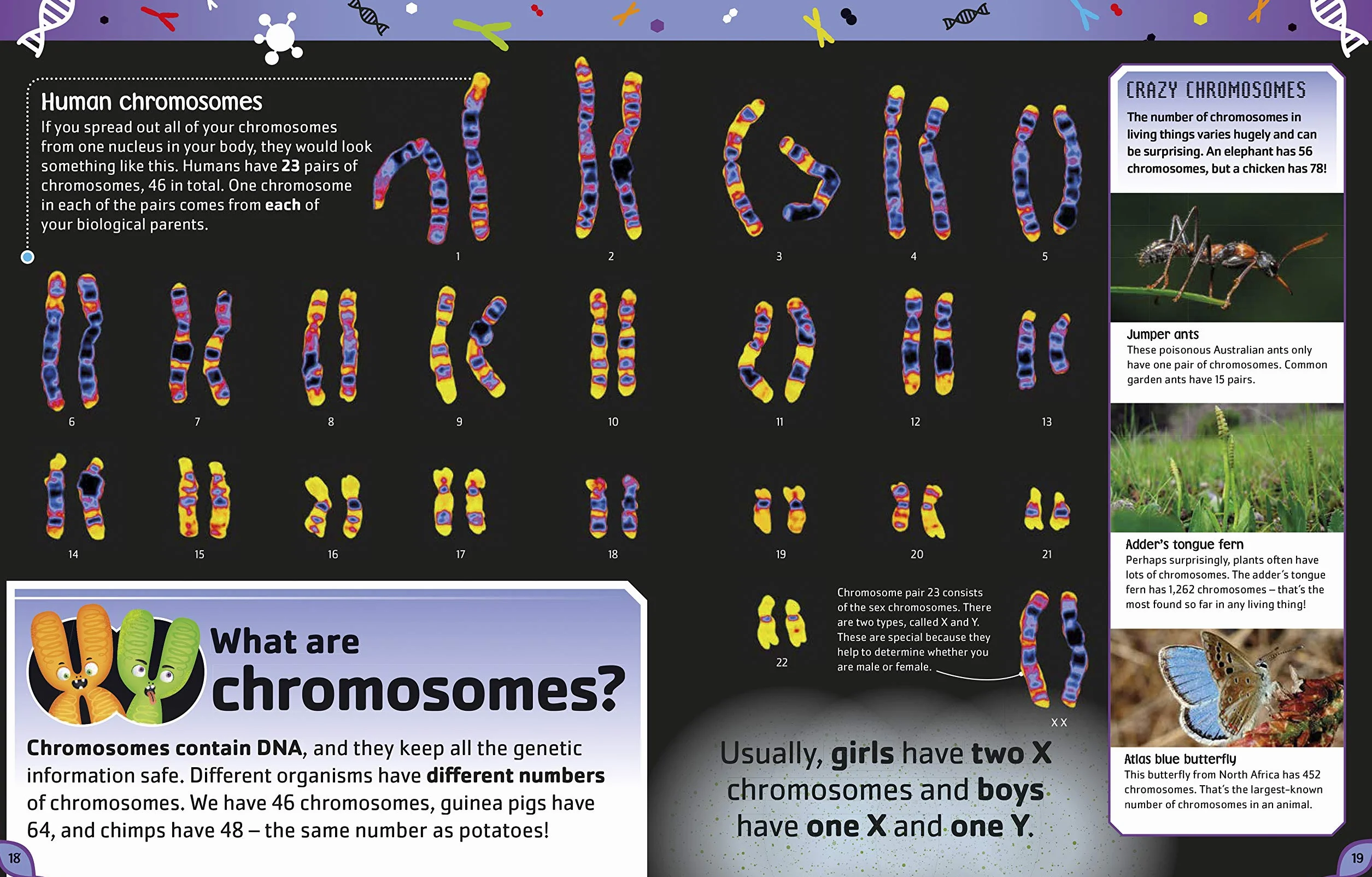 The DNA Book: Discover what makes you you (The Science Book)