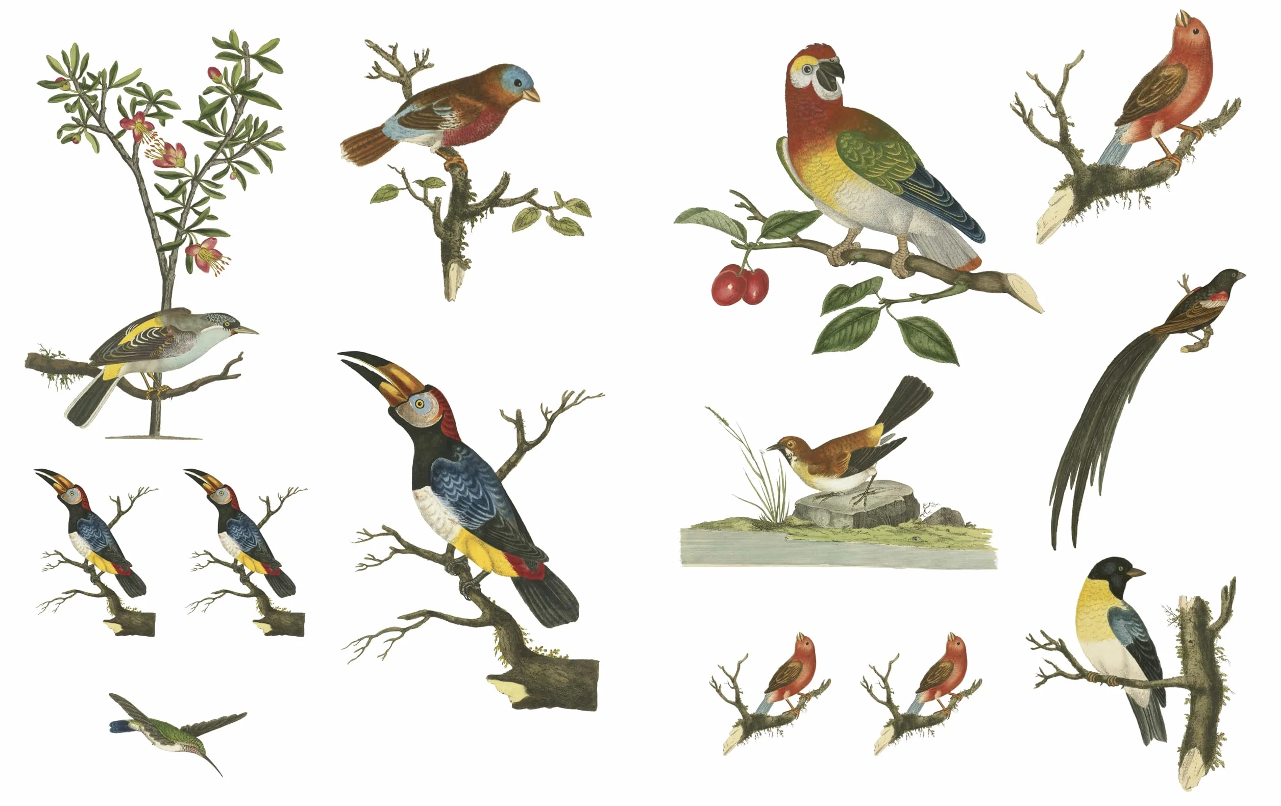 RHS Collage the Botanical World /anglais: 1,000+ Fantastic & Floral Images to Cut Out & Collage