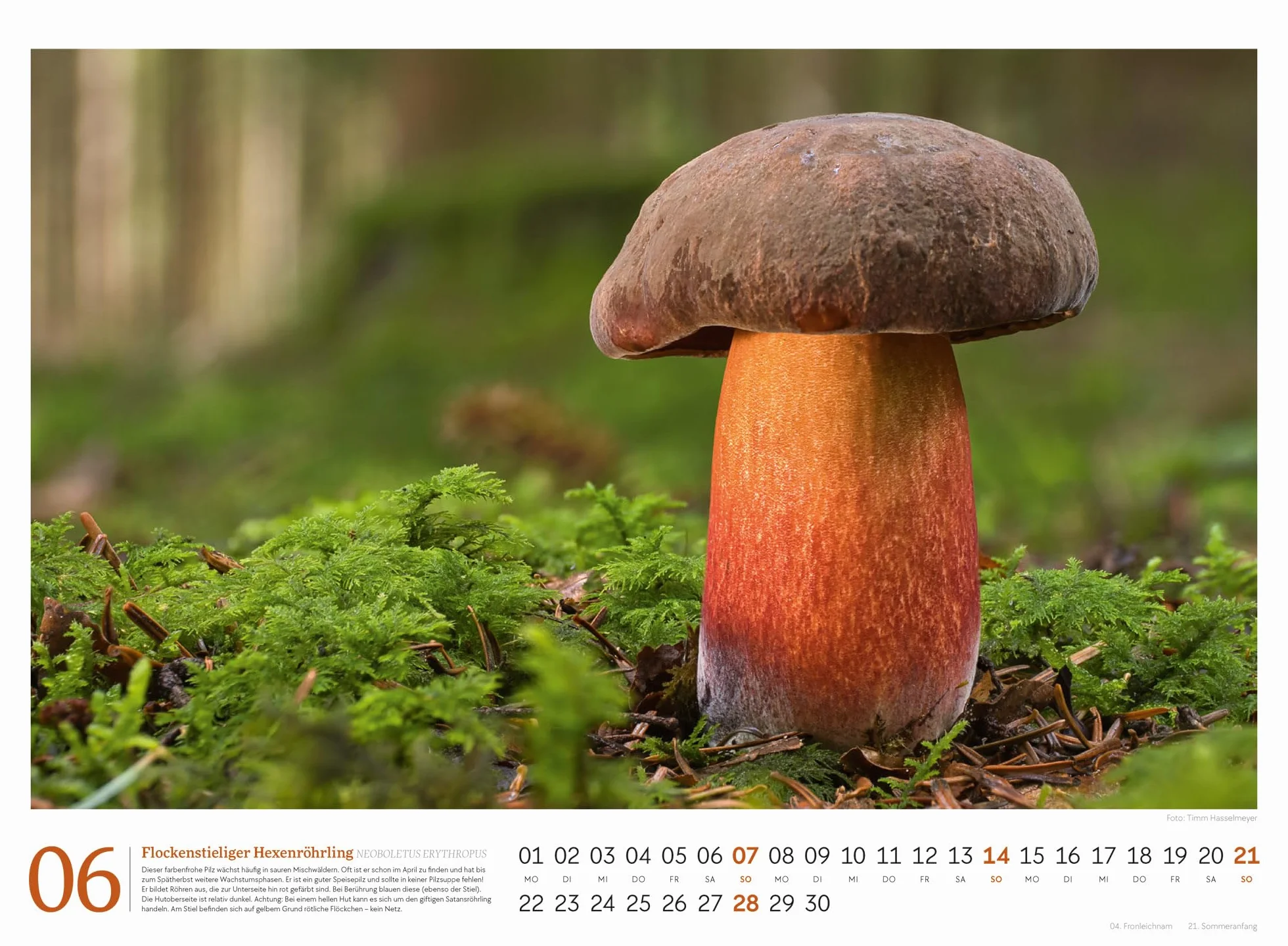 Pilze Kalender 2026 | Vielfalt am Waldboden: Informativer Natur-Kalender im Querformat (45x33 cm) | Mit ausführlichen Bildunterschriften