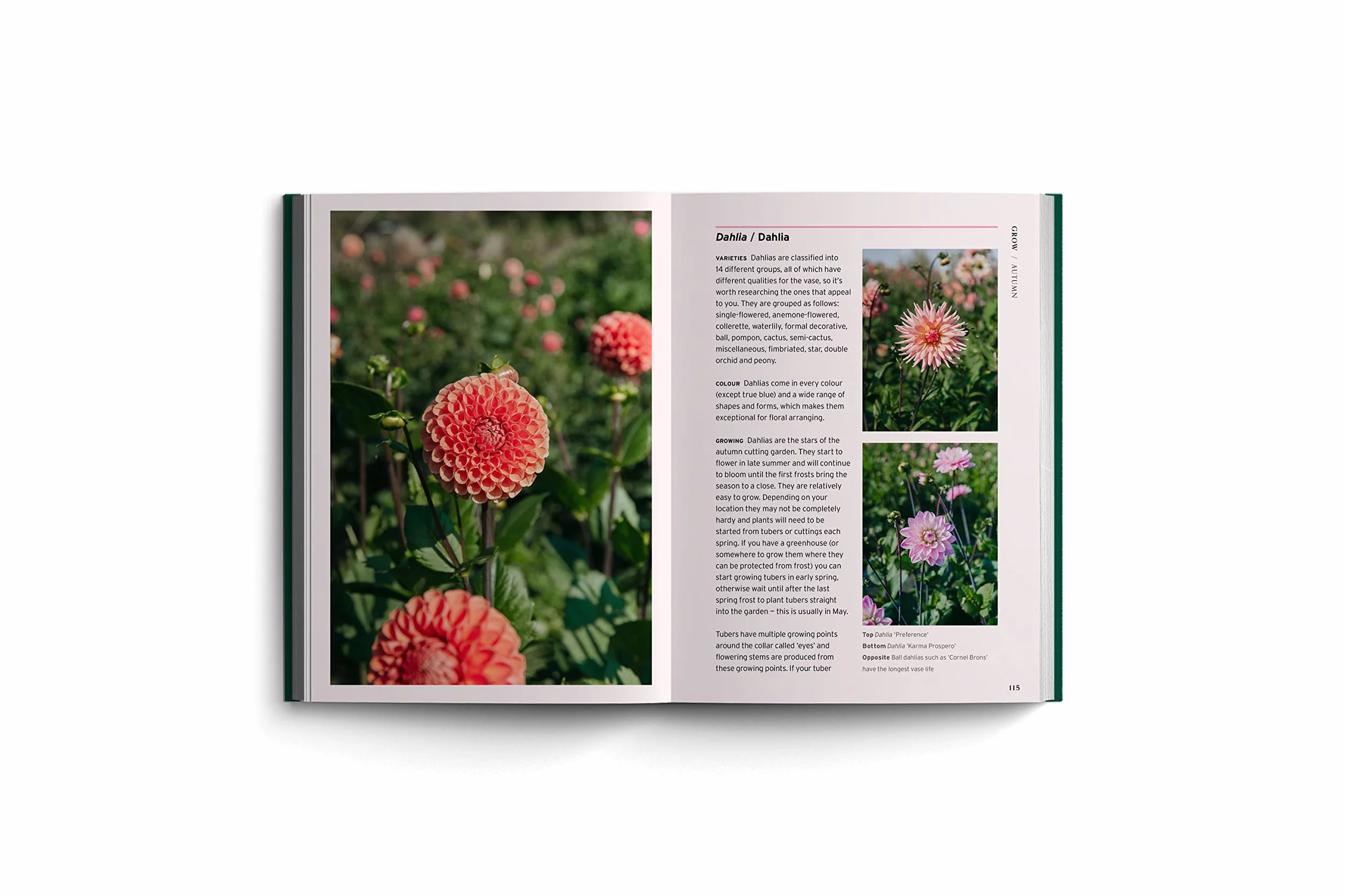 Cut Flowers (Bloom's Gardener Guide) /anglais: Bloom Gardener's Guide: Prepare the Ground, Sow Seed, Nurture, Harvest, Fill Your Vases: 3