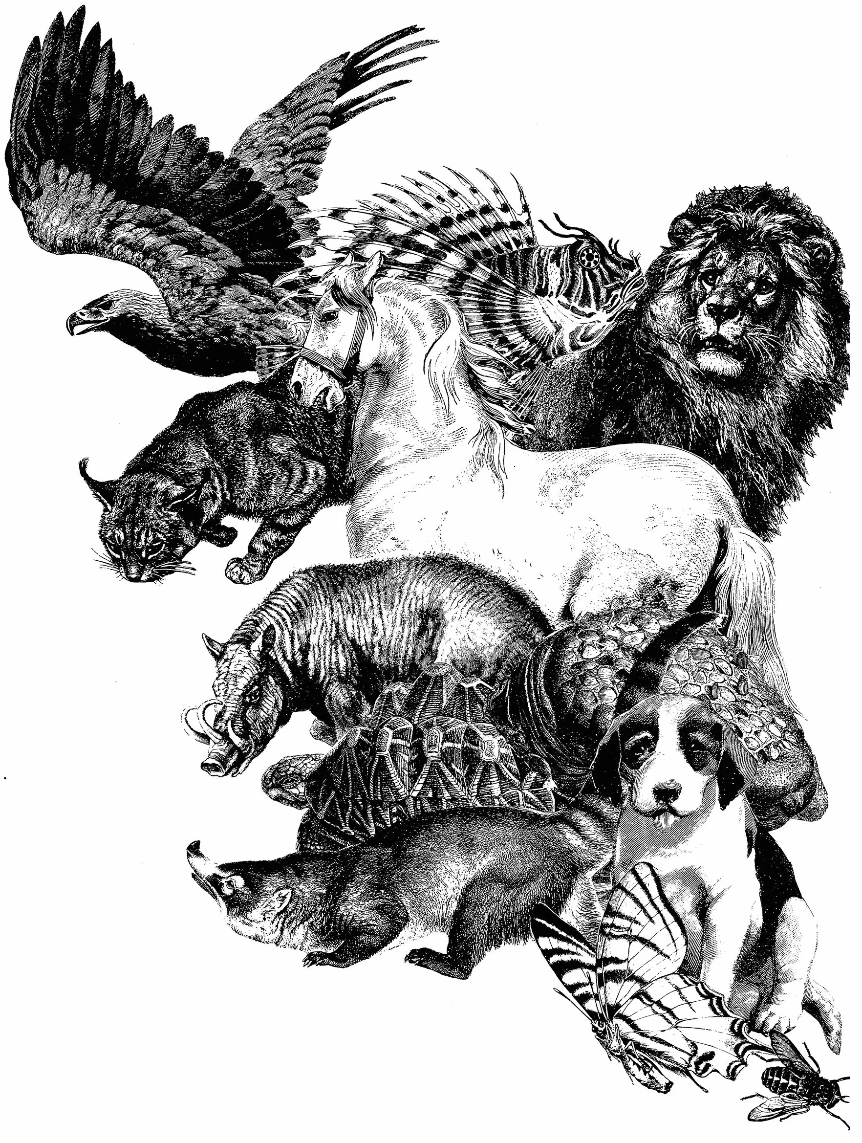 Animals:: 1419 Royalty-Free Illustrations of Mammals, Birds, Fish, Insects, Etc.