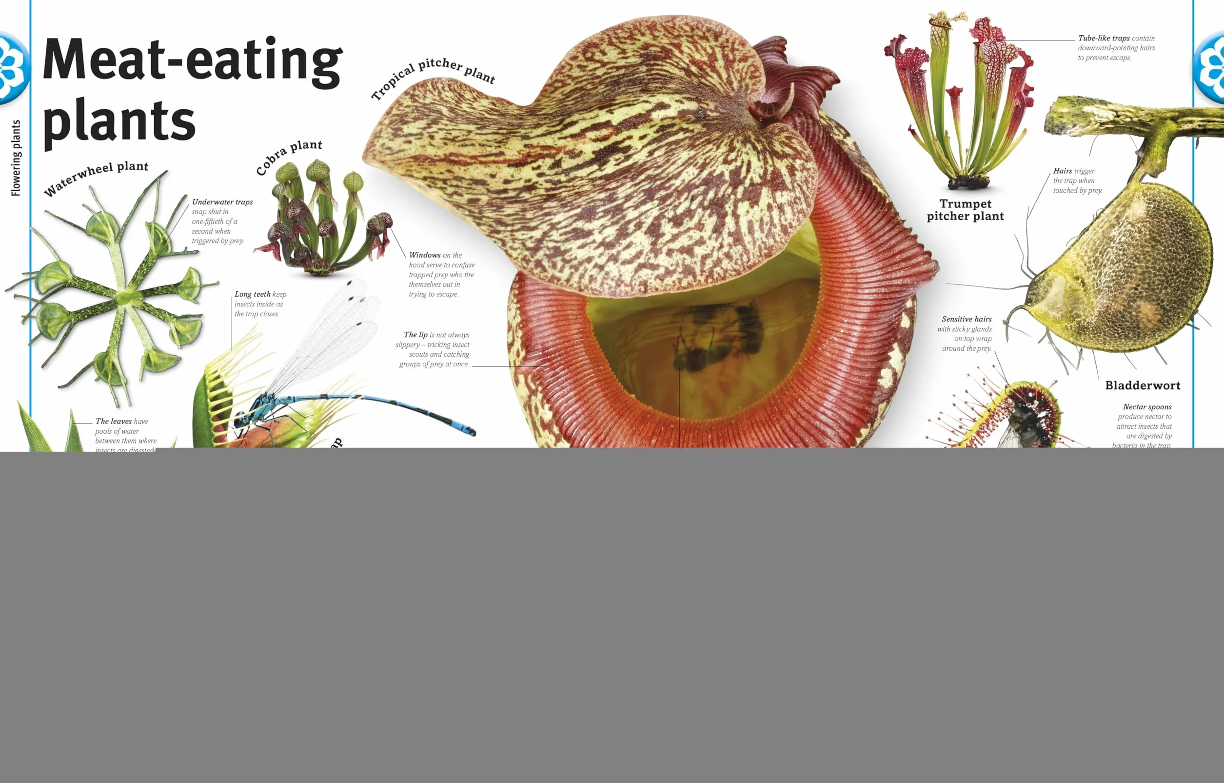 Our World in Pictures: Trees, Leaves, Flowers & Seeds: A visual encyclopedia of the plant kingdom: A Visual Plant Encyclopedia for Kids