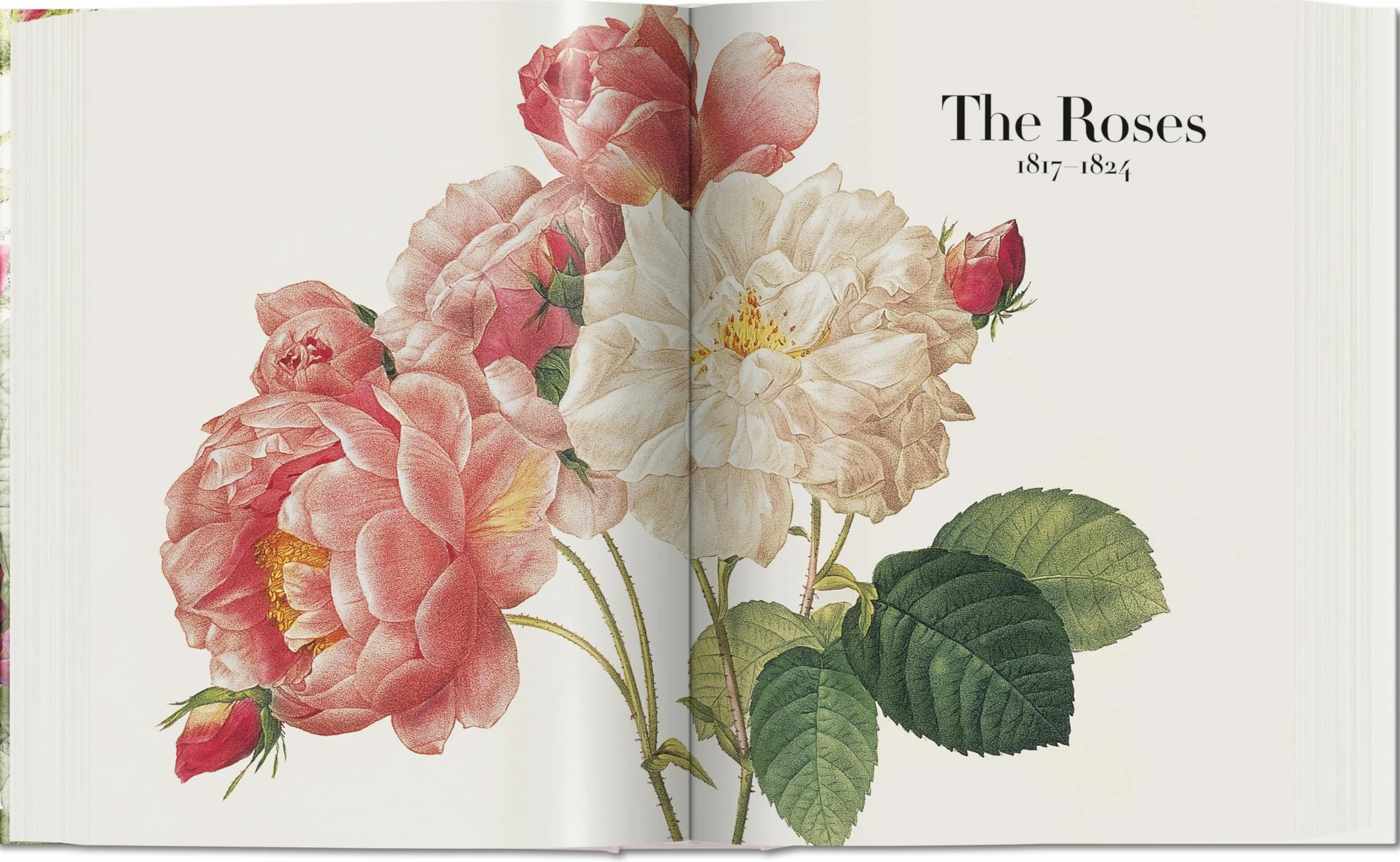 Redouté: The book of flowers