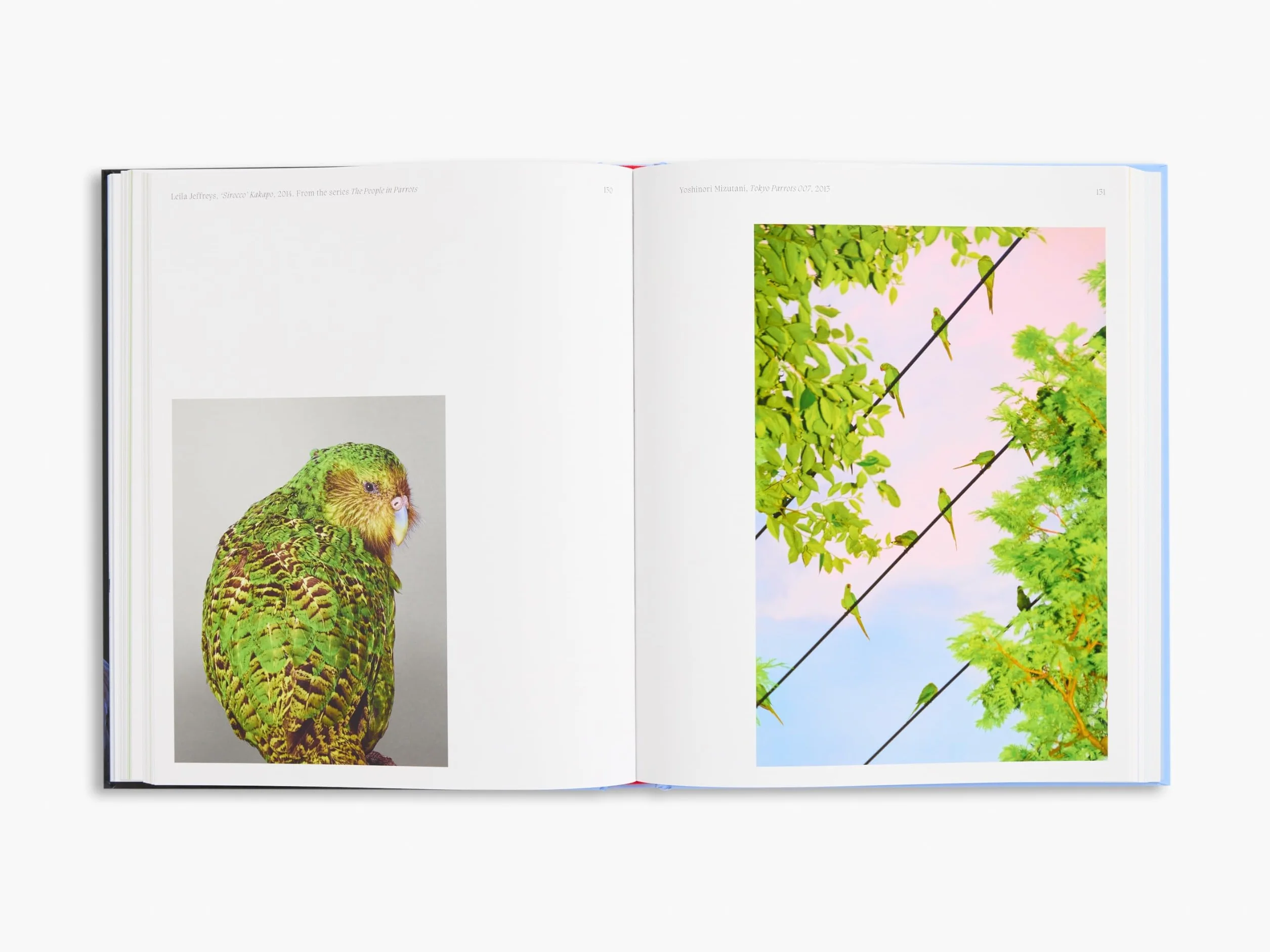 Aviary The Bird in Contemporary Photography /anglais