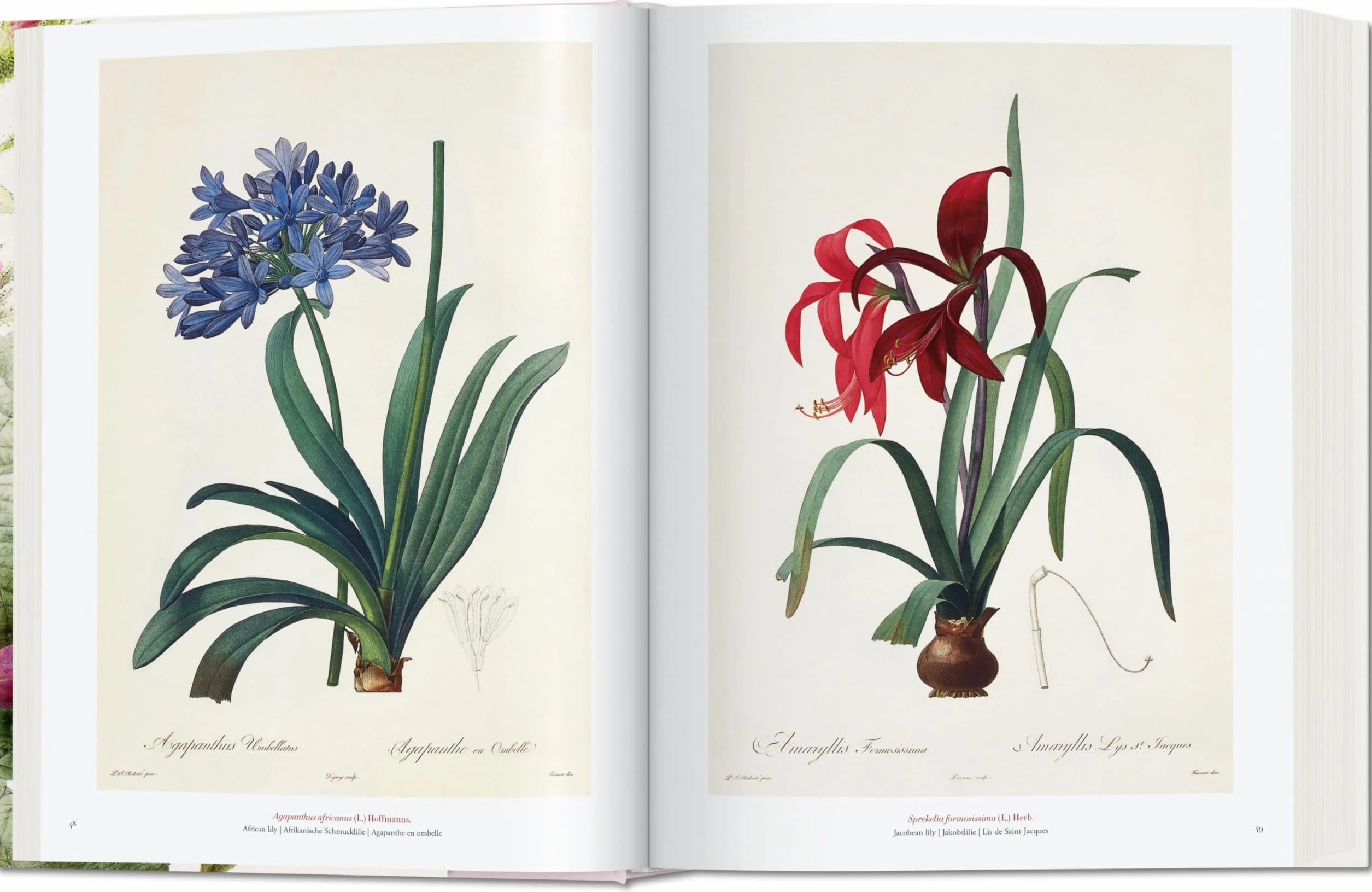 Redouté: The book of flowers
