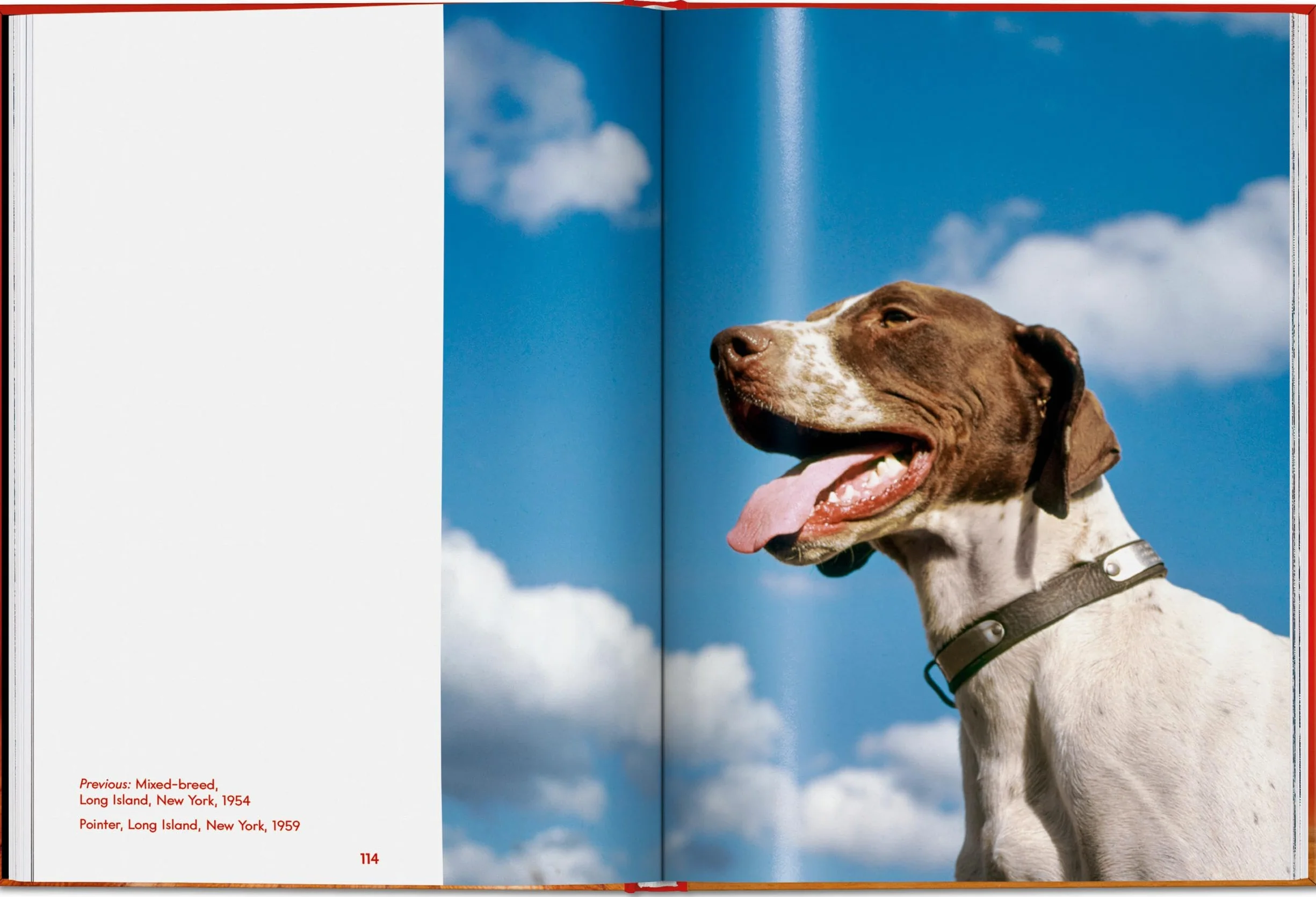 Walter Chandoha. Dogs. Photographs 1941-1991