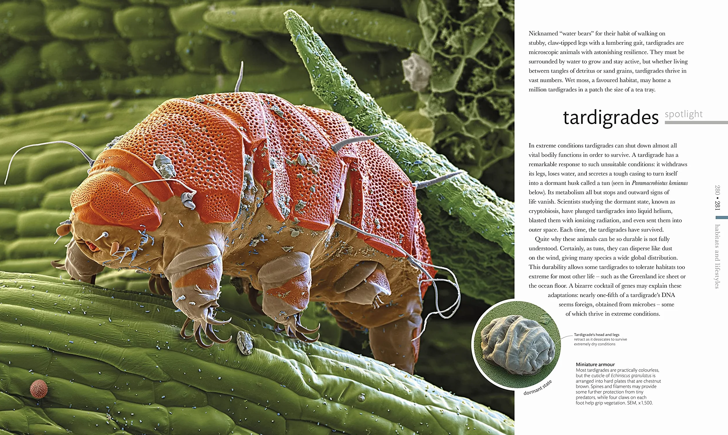 Micro Life: Miracles of the Miniature World Revealed