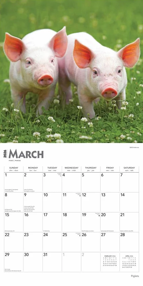 Piglets – Ferkel 2026 – 16-Monatskalender: Original BrownTrout-Kalender [Mehrsprachig] [Kalender]