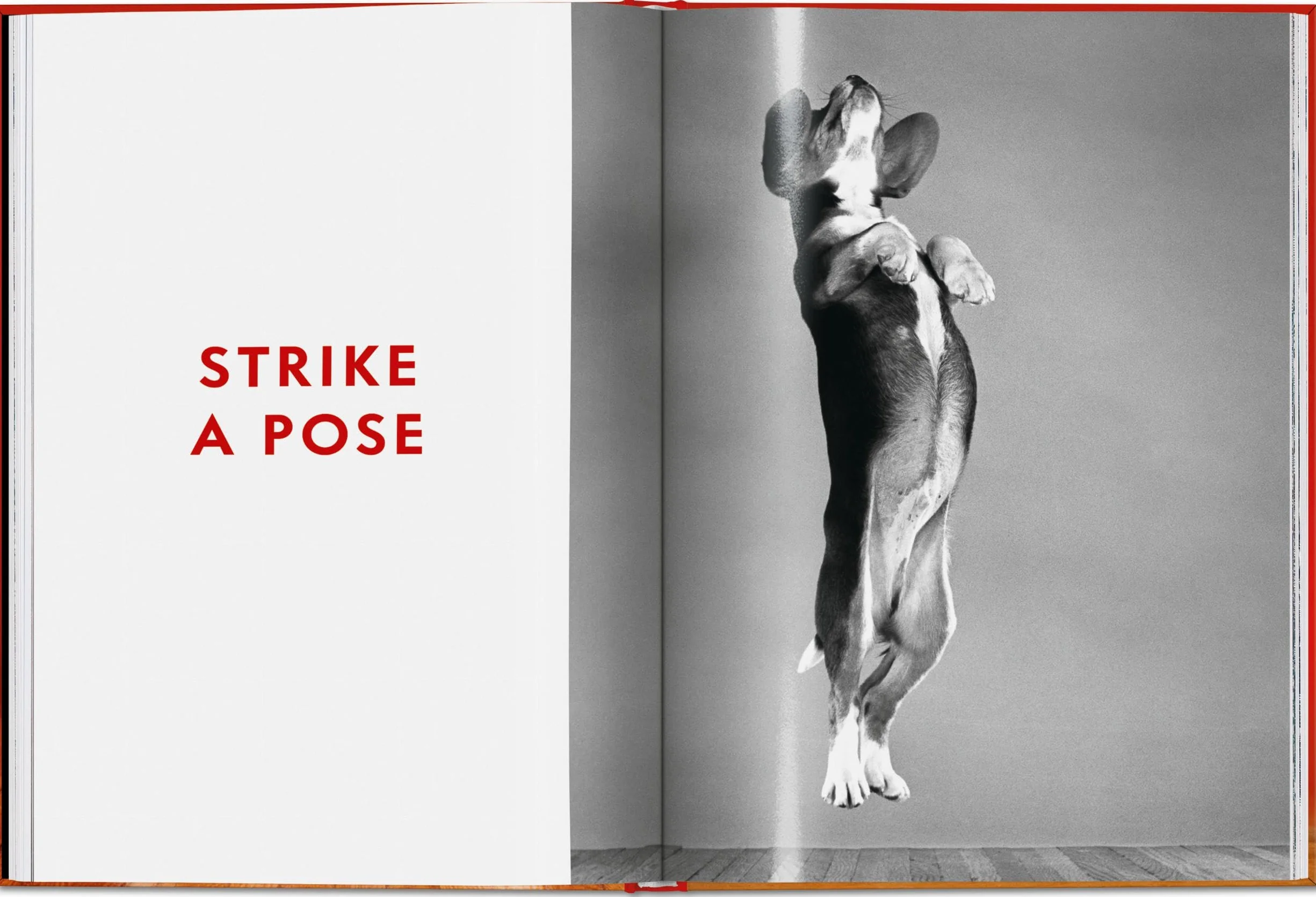 Walter Chandoha. Dogs. Photographs 1941-1991
