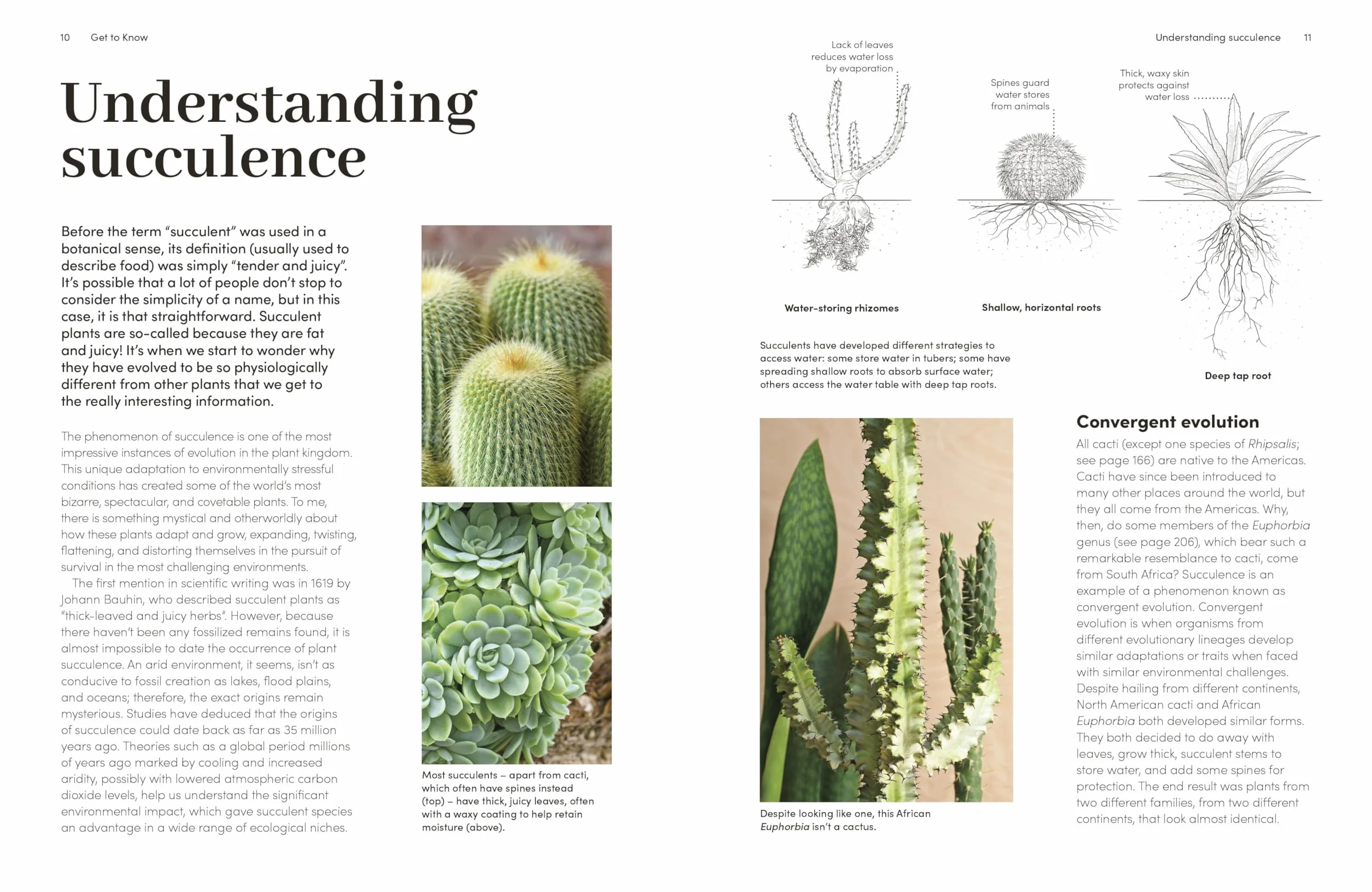 Cacti and Succulents: The Plant Rescuer's On-point Advice to Keep Your Plants Looking Sharp