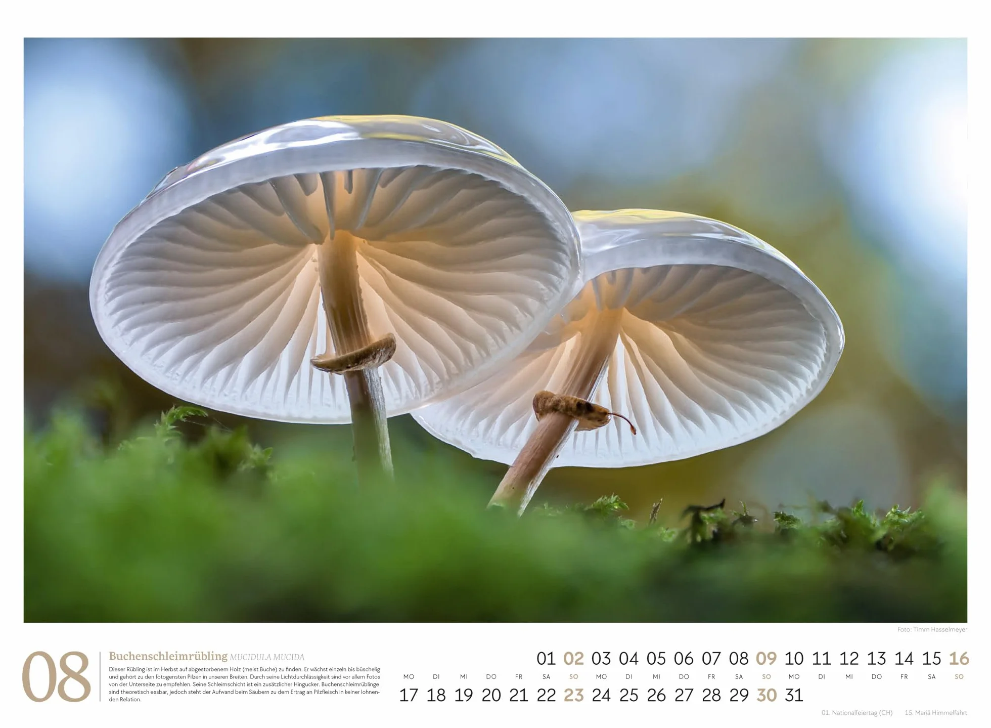 Pilze Kalender 2026 | Vielfalt am Waldboden: Informativer Natur-Kalender im Querformat (45x33 cm) | Mit ausführlichen Bildunterschriften