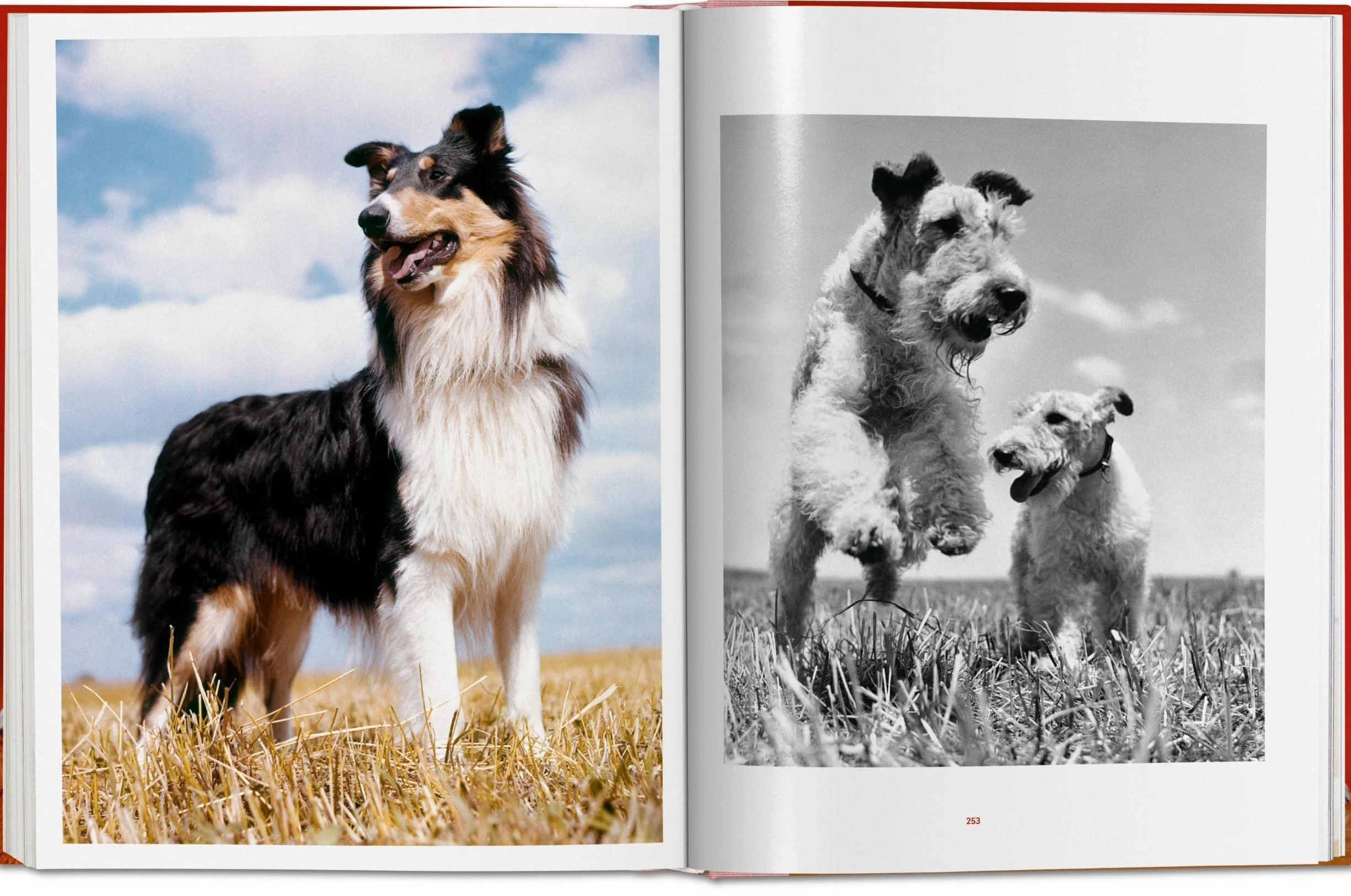 Dogs Photographs 1941–1991