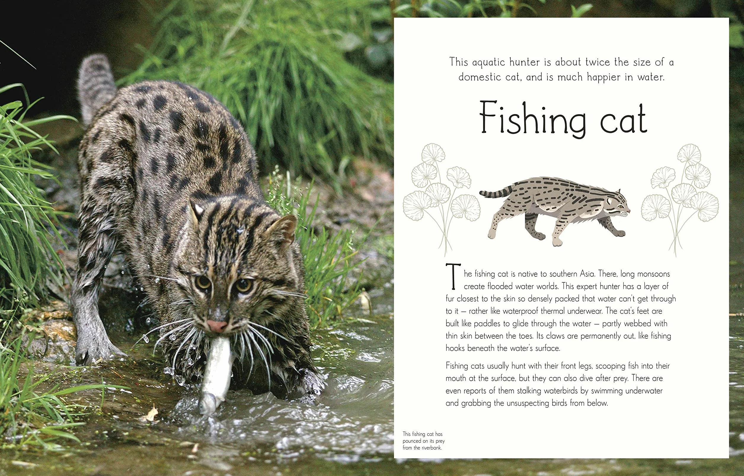 An Anthology of Aquatic Life: Discover the Secret Lives Under the Sea