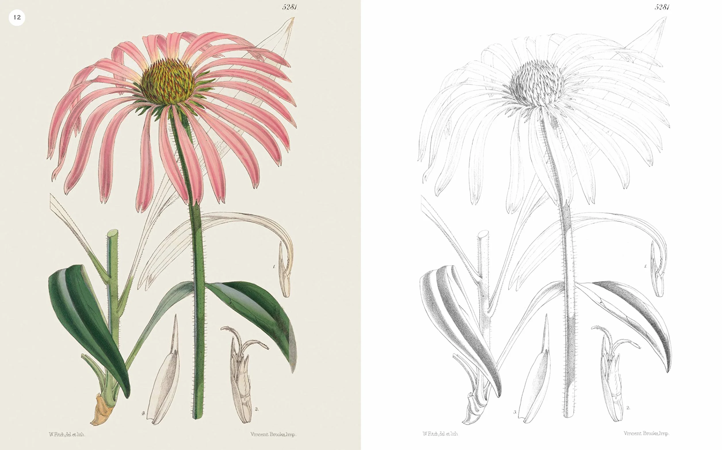 The Kew Gardens Flowering Plants Colouring Book: Over 40 Beautiful Illustrations Plus Colour Guides