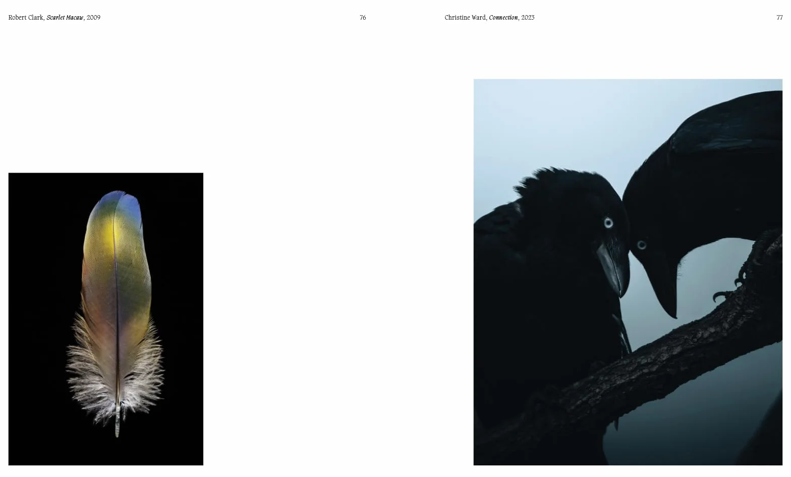 Aviary The Bird in Contemporary Photography /anglais