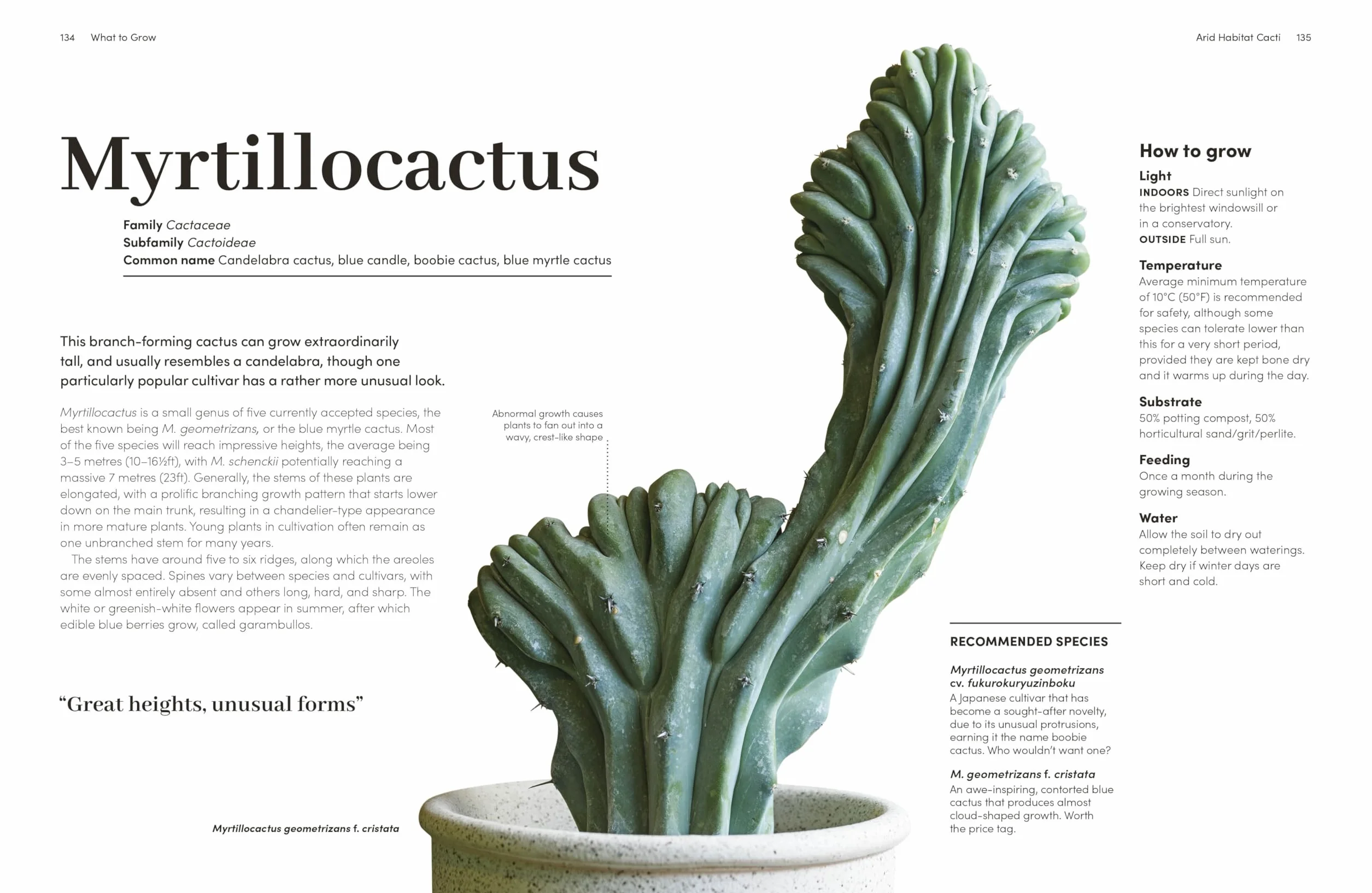 Cacti and Succulents: The Plant Rescuer's On-point Advice to Keep Your Plants Looking Sharp