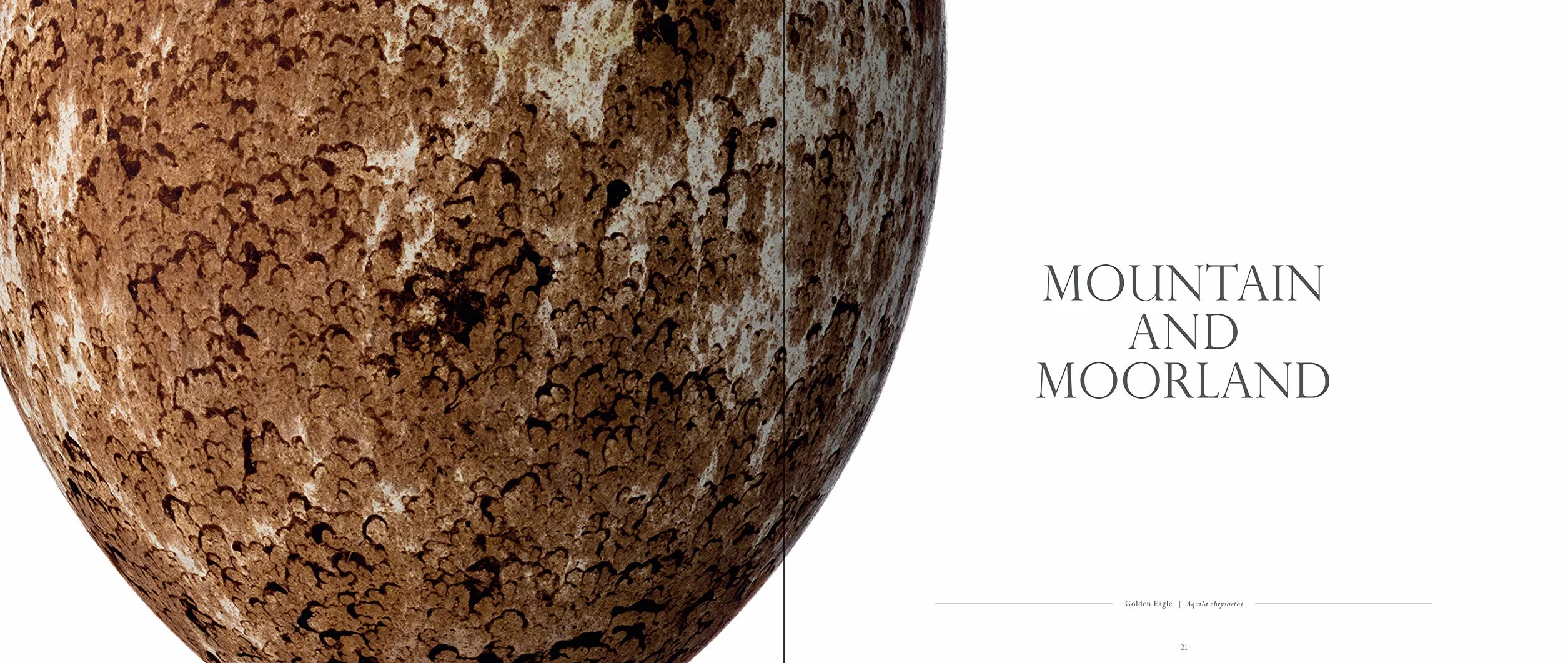 Fragile: Birds, Eggs and Habitats