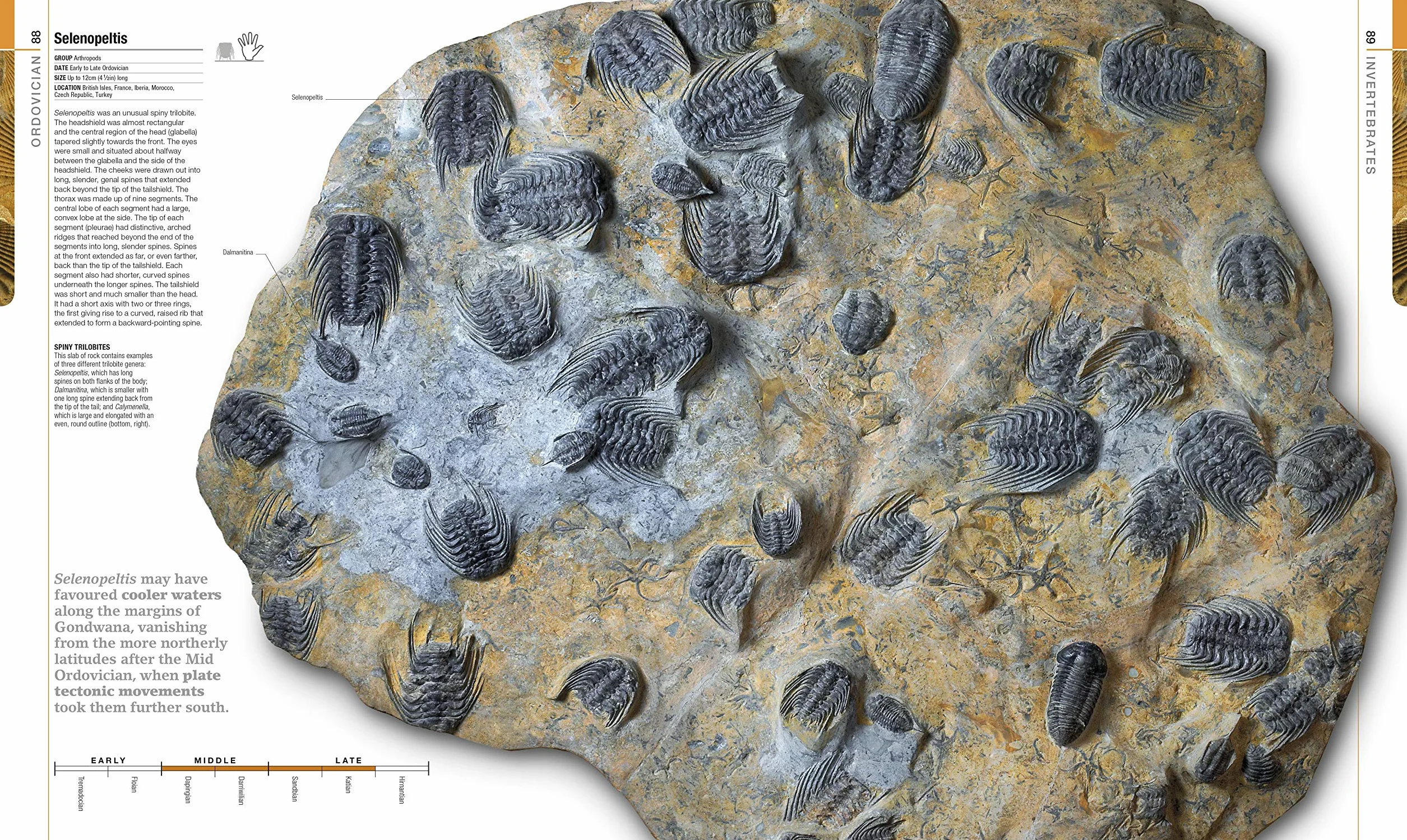 Dinosaurs and Prehistoric Life: Definitive Visual Guide