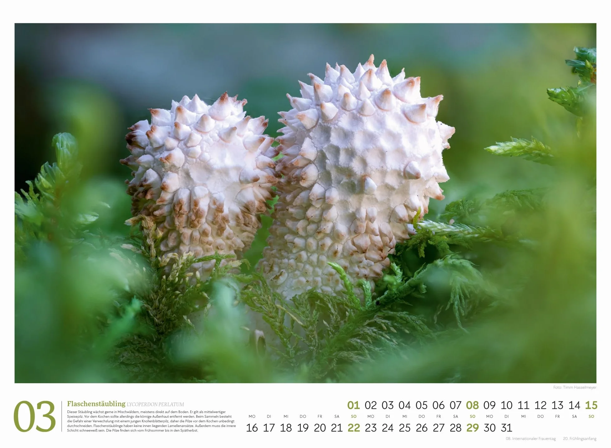 Pilze Kalender 2026 | Vielfalt am Waldboden: Informativer Natur-Kalender im Querformat (45x33 cm) | Mit ausführlichen Bildunterschriften