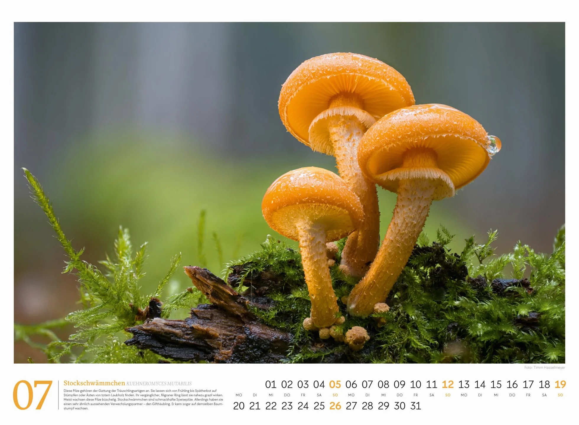 Pilze Kalender 2026 | Vielfalt am Waldboden: Informativer Natur-Kalender im Querformat (45x33 cm) | Mit ausführlichen Bildunterschriften