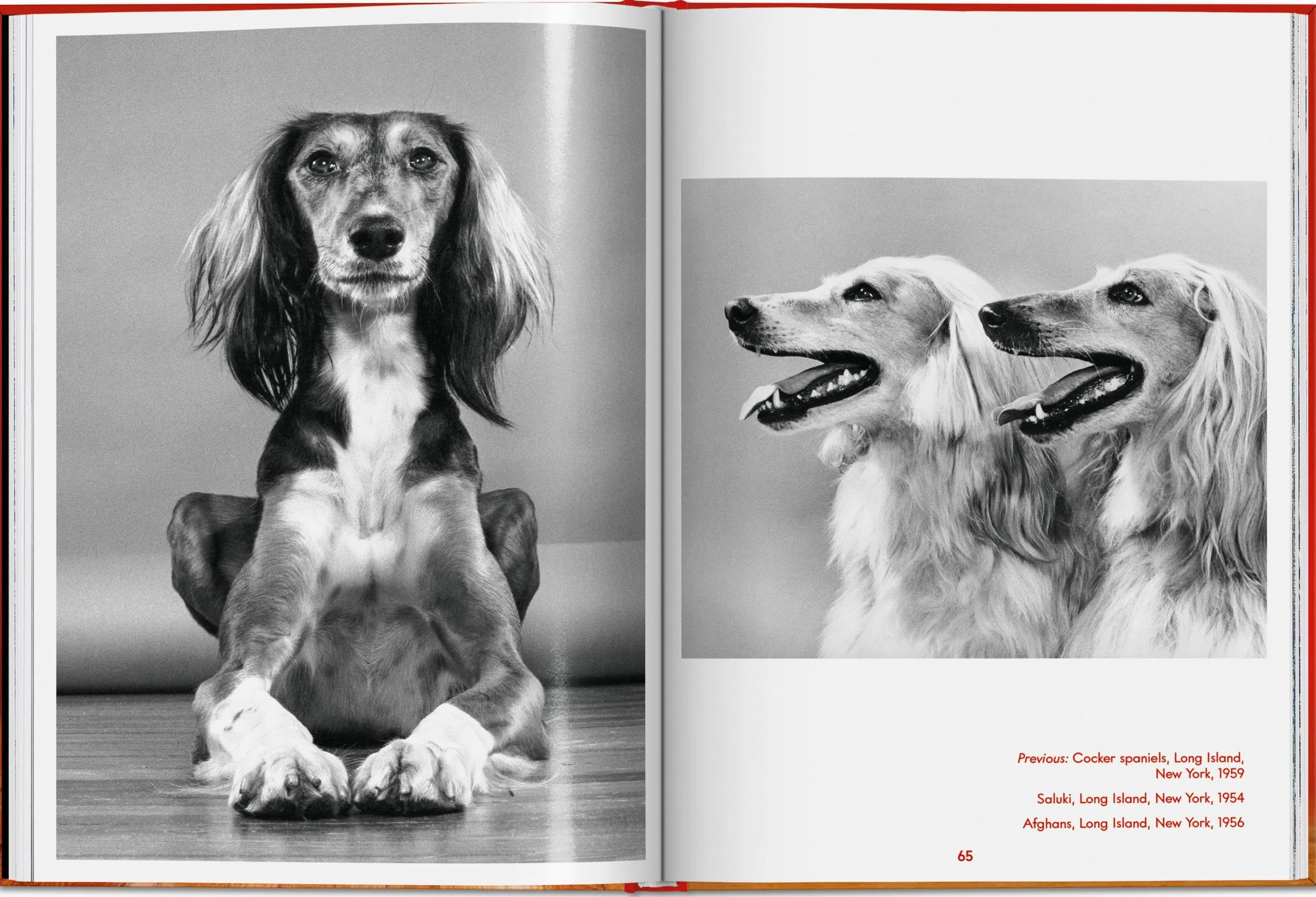 Walter Chandoha. Dogs. Photographs 1941-1991