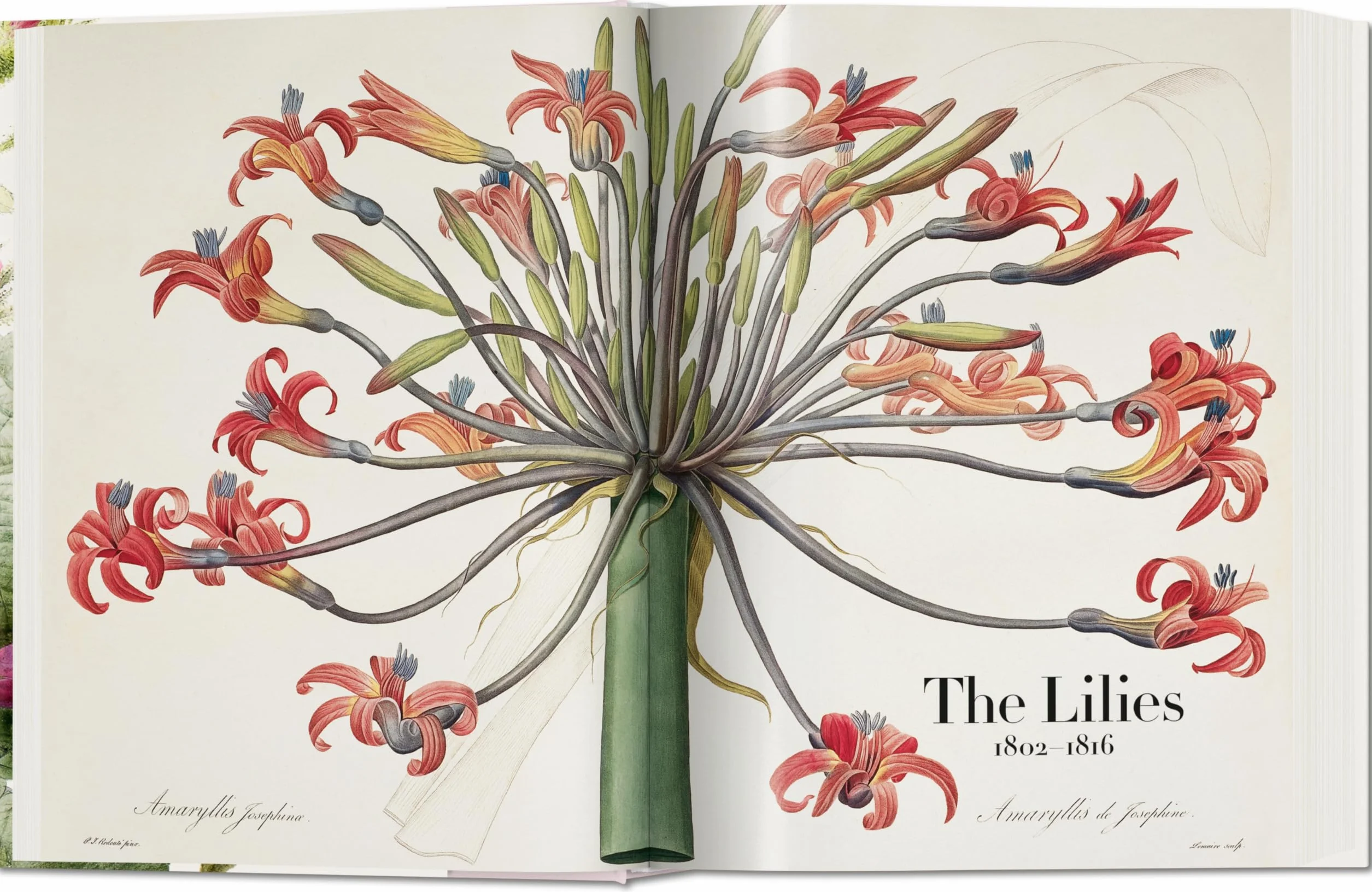 Redouté: The book of flowers