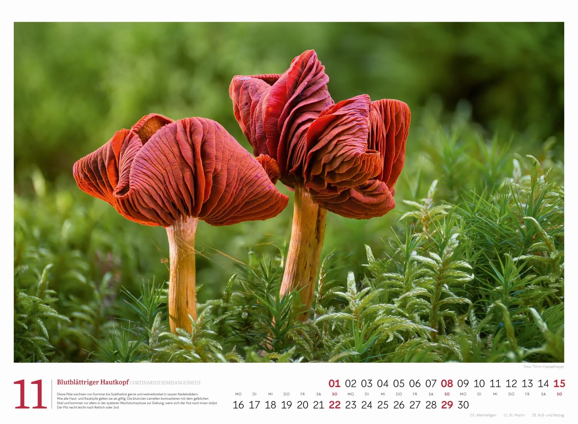 Pilze Kalender 2026 | Vielfalt am Waldboden: Informativer Natur-Kalender im Querformat (45x33 cm) | Mit ausführlichen Bildunterschriften