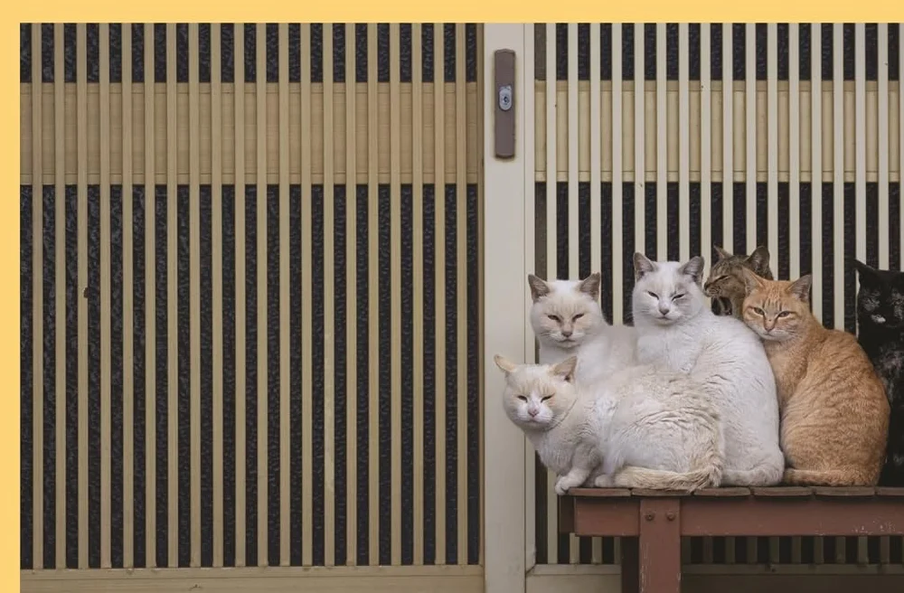 Neko : Cats of Japan /anglais