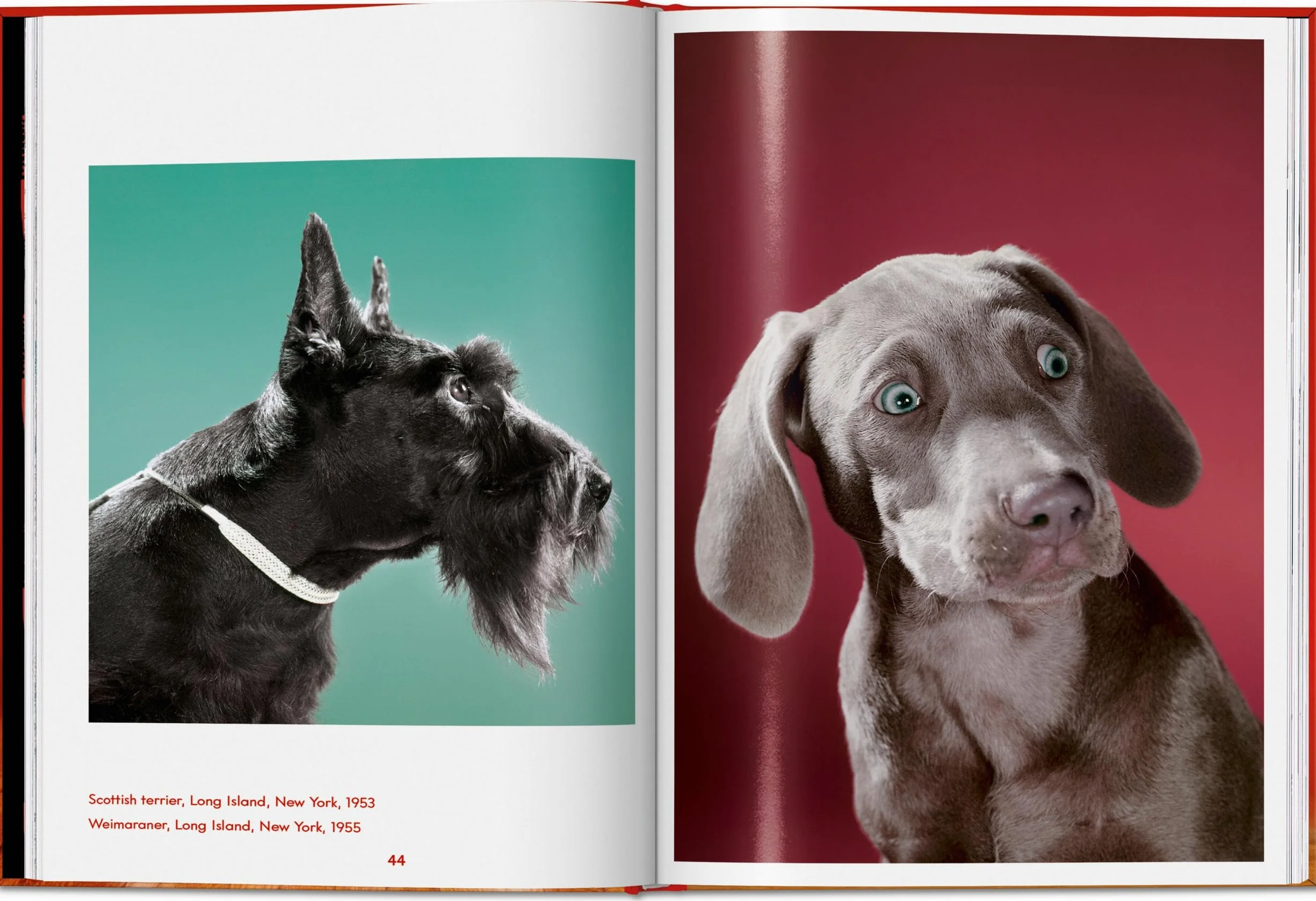 Walter Chandoha. Dogs. Photographs 1941-1991