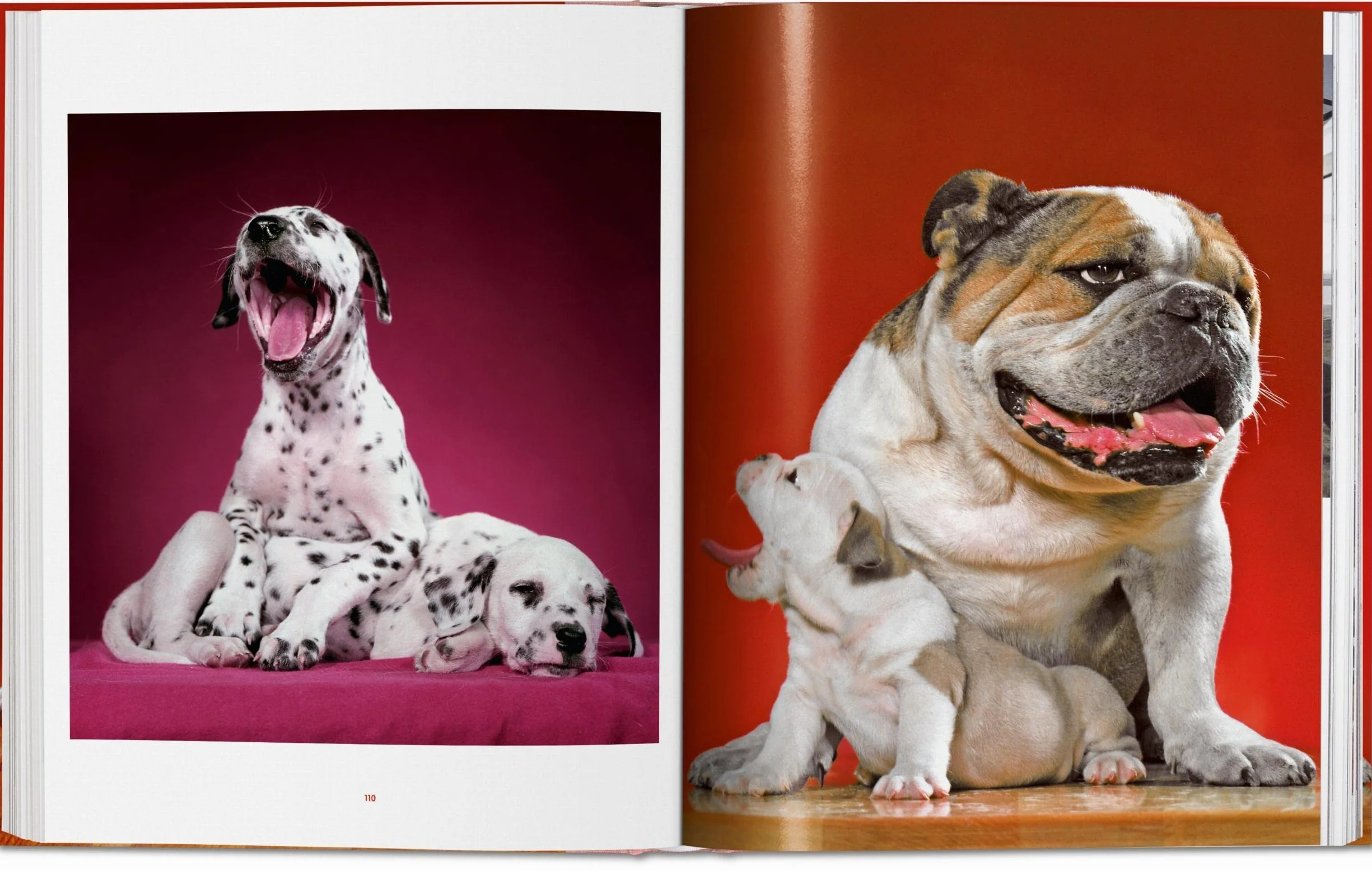 Dogs Photographs 1941–1991