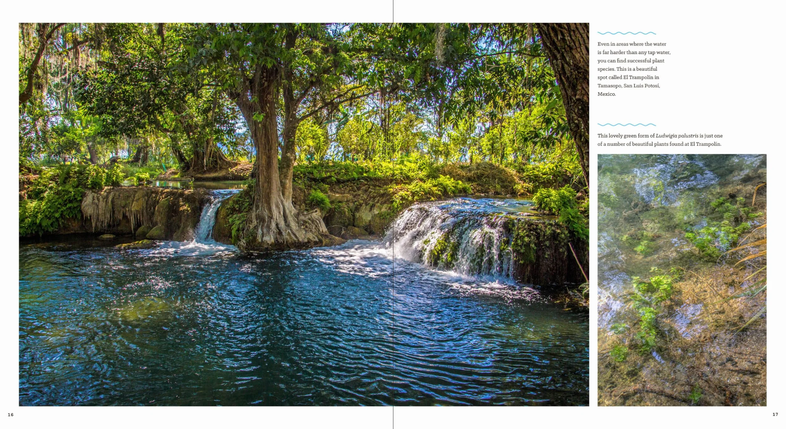 Sunken Gardens: A Step-By-Step Guide to Planting Freshwater Aquariums