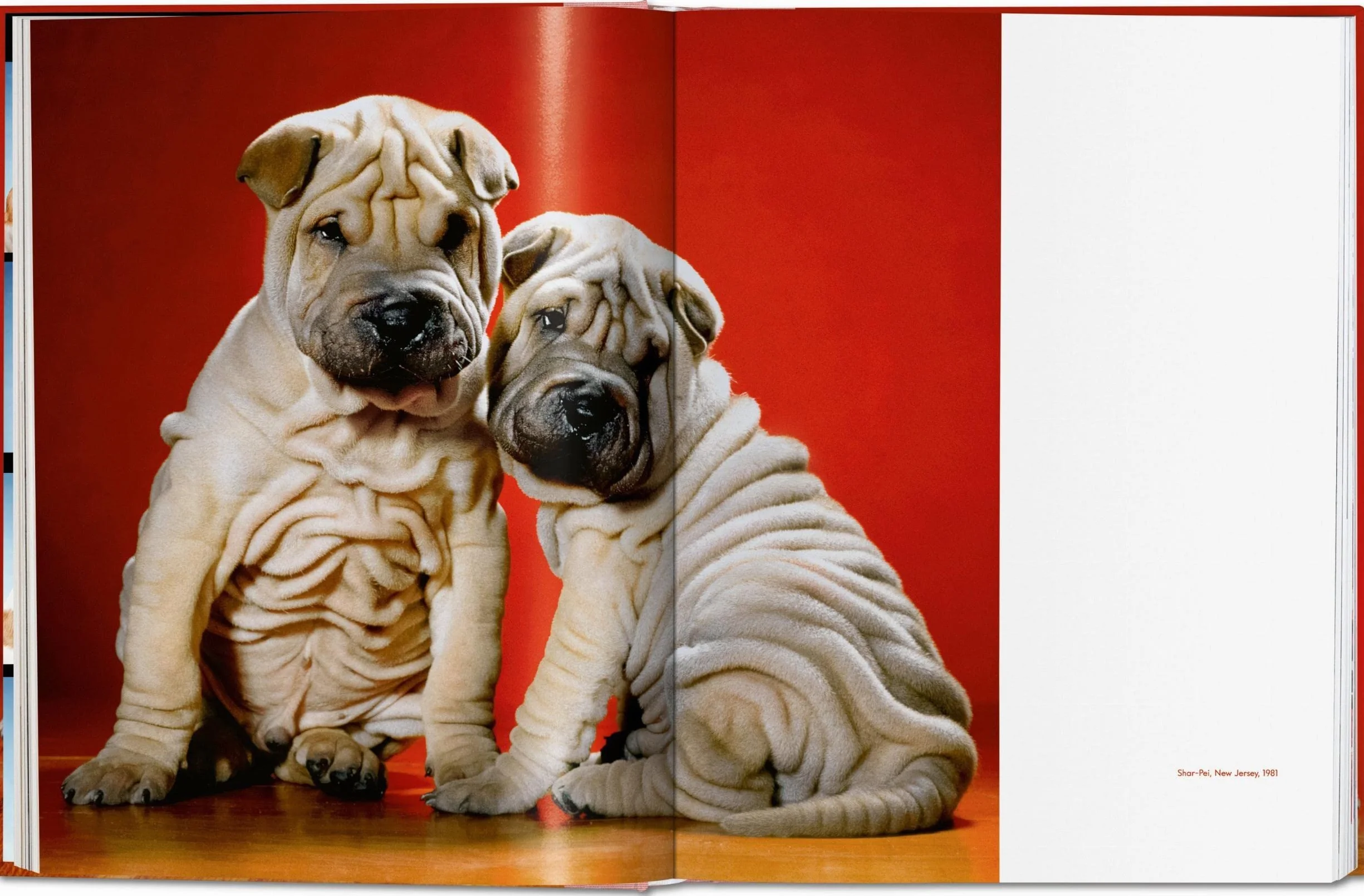 Dogs Photographs 1941–1991