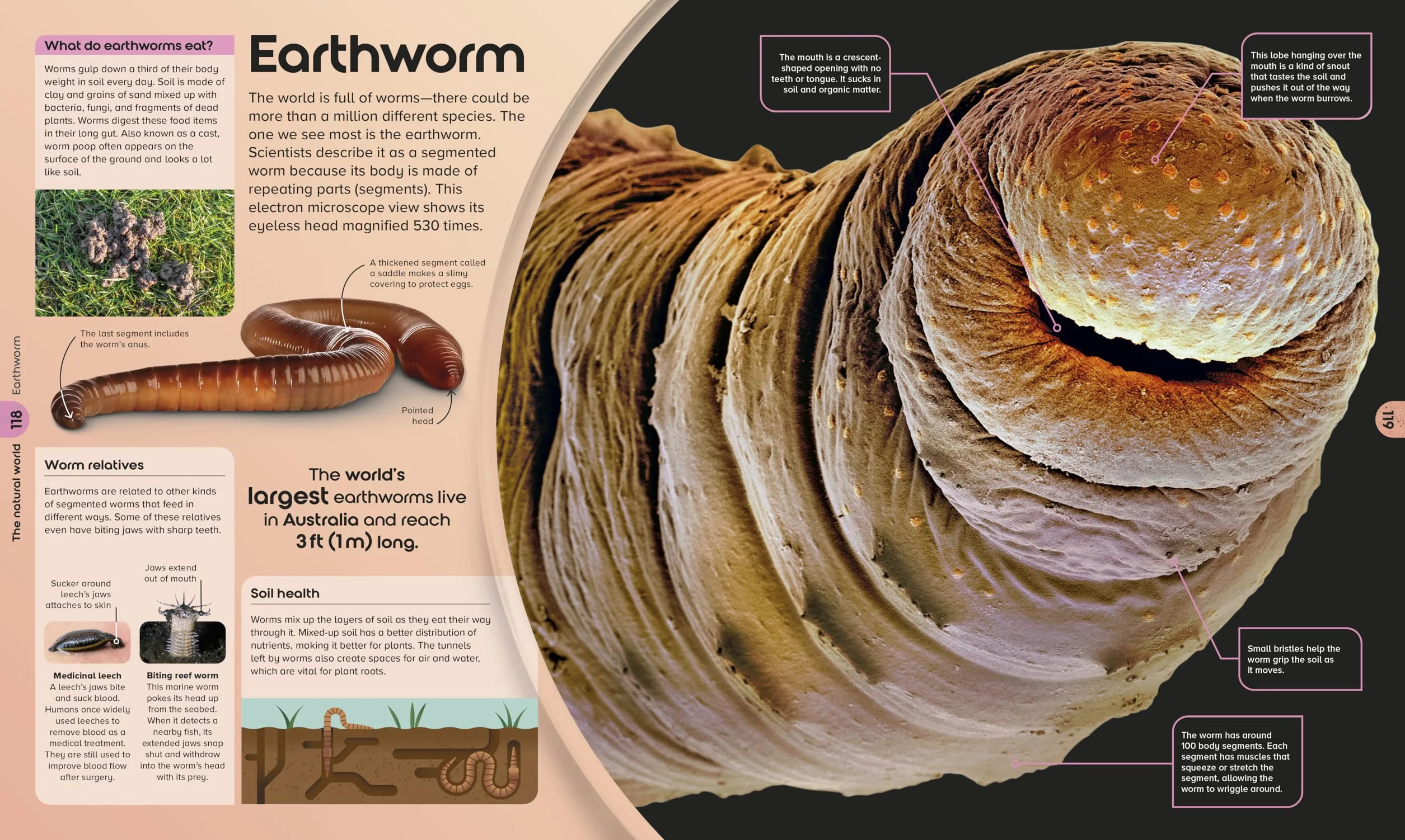 The Miniverse: A Microscopic Journey Into Hidden Worlds