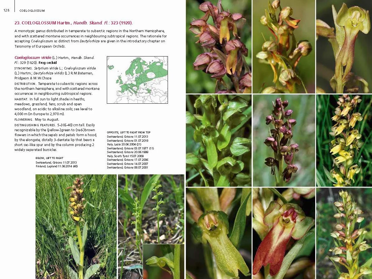 Field Guide to the Orchids of Europe and the Mediterranean