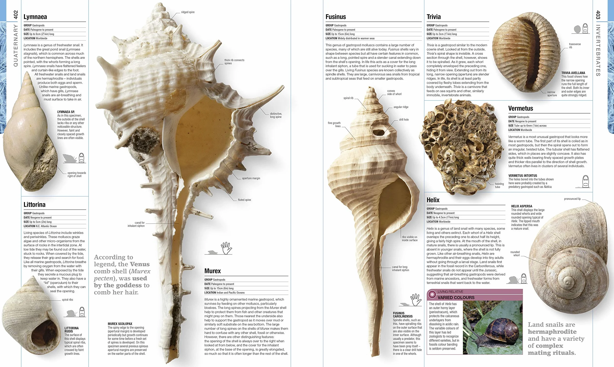 Dinosaurs and Prehistoric Life: Definitive Visual Guide