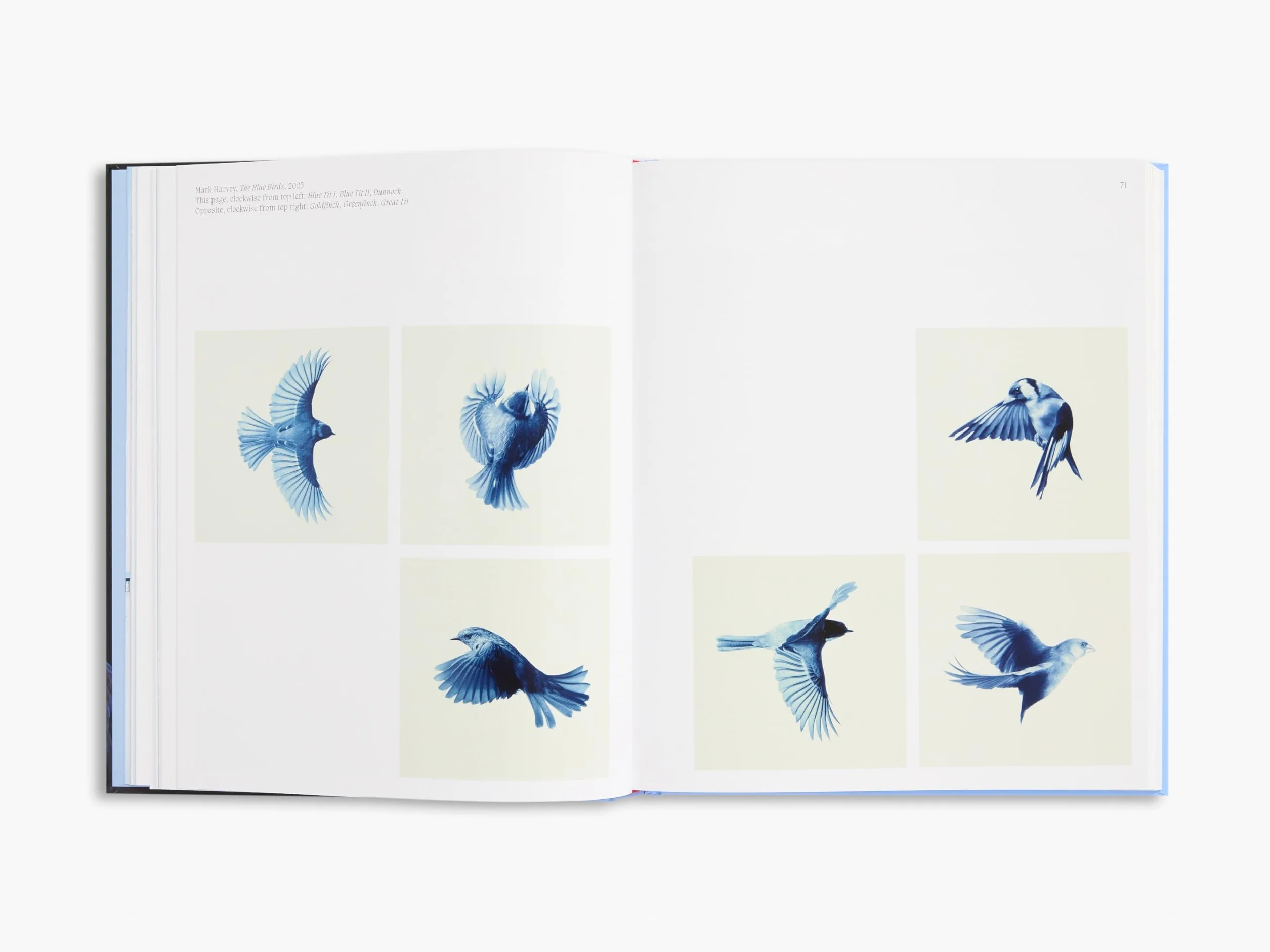 Aviary The Bird in Contemporary Photography /anglais
