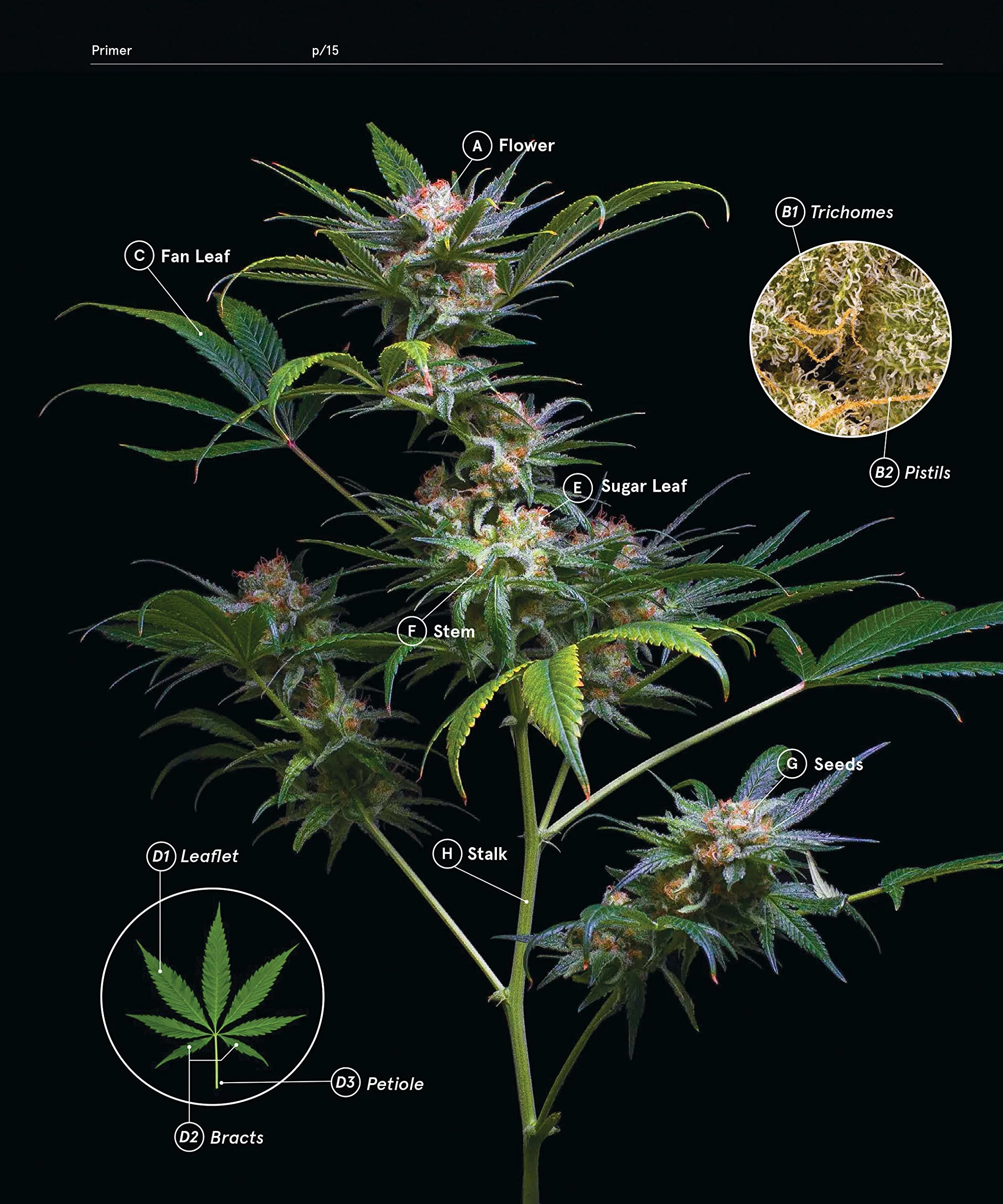 Green: A Field Guide to Marijuana: (Books about Marijuana, Guide to Cannabis, Weed Bible)