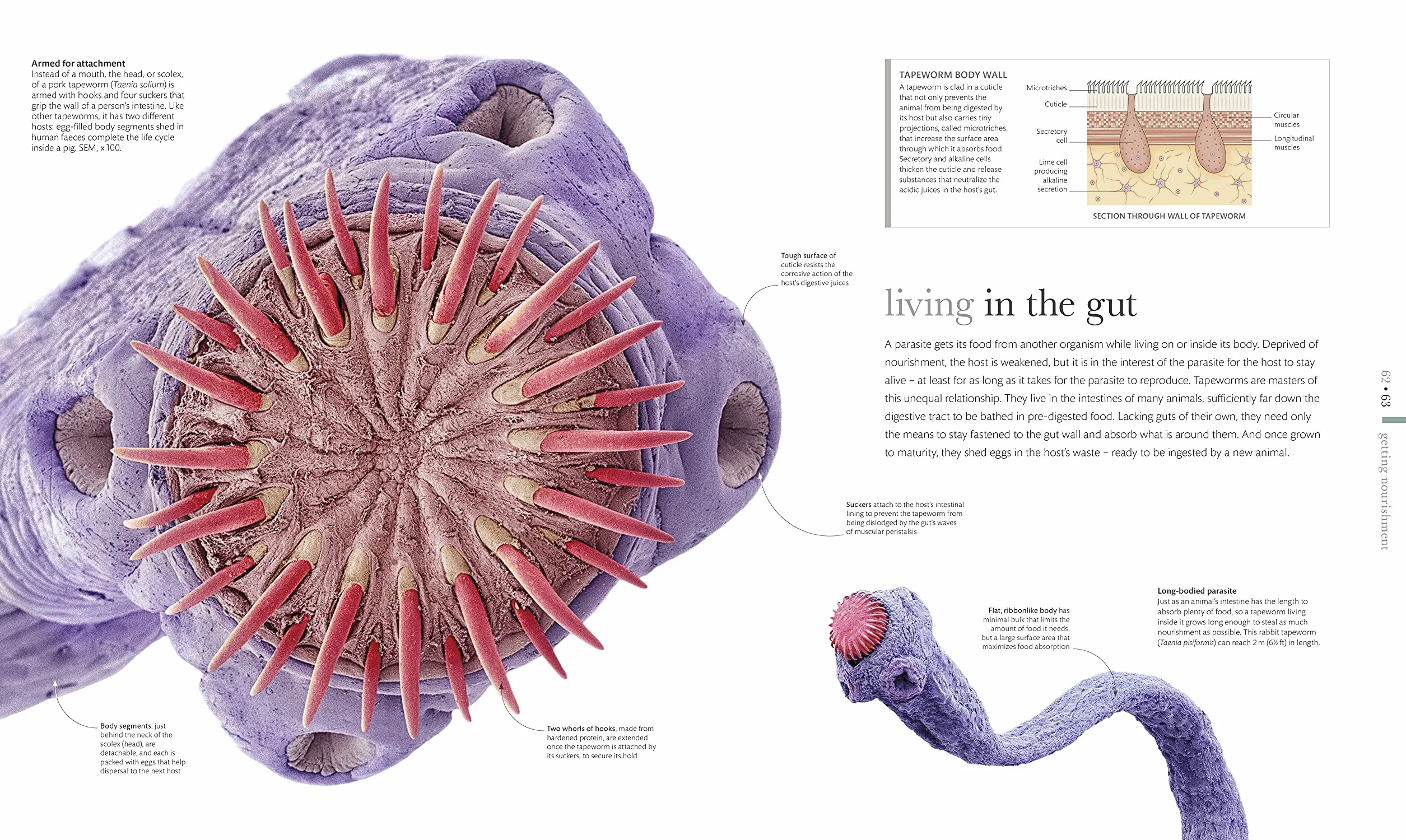Micro Life: Miracles of the Miniature World Revealed