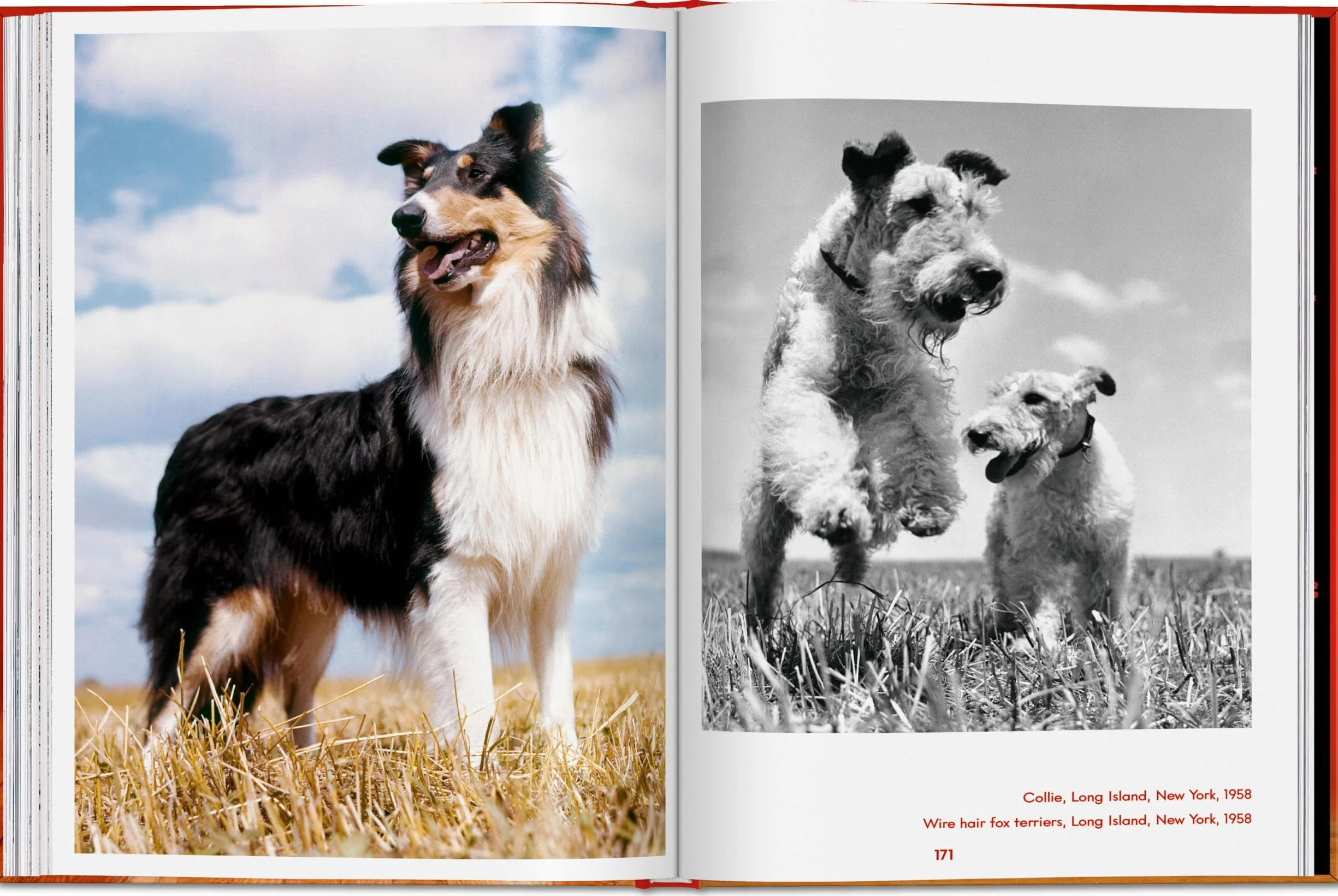 Walter Chandoha. Dogs. Photographs 1941-1991