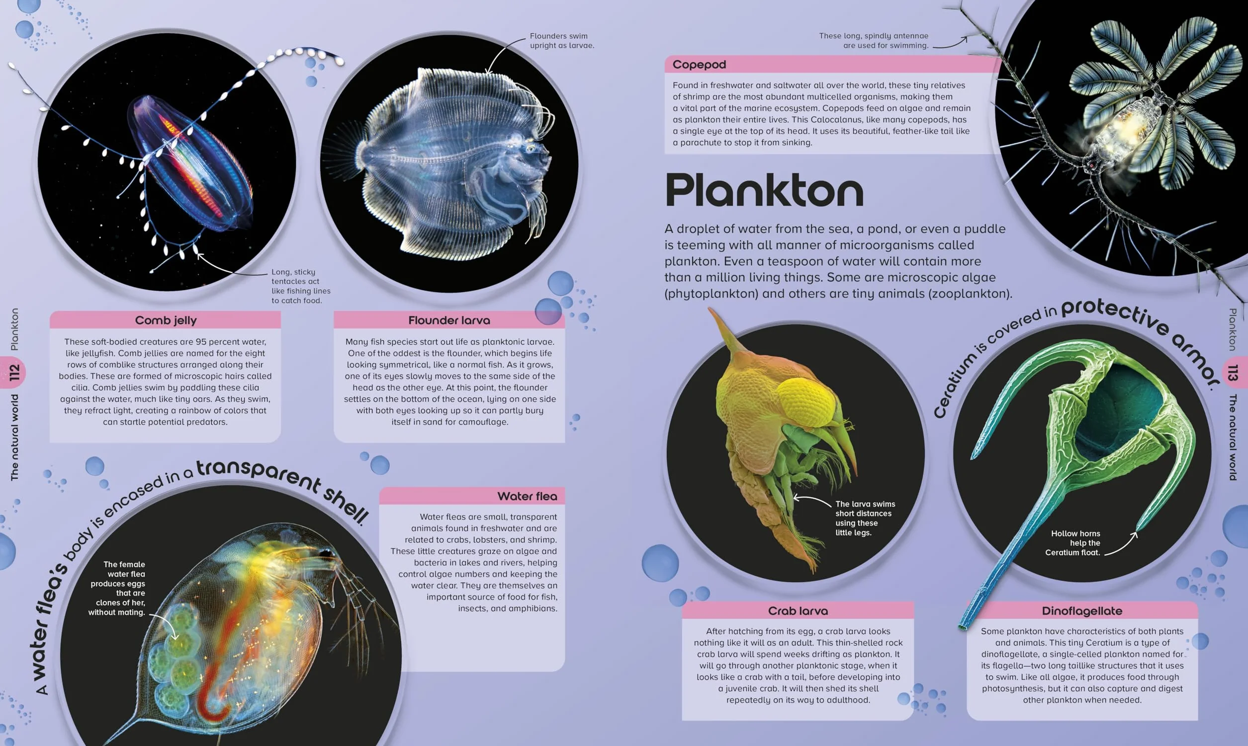 The Miniverse: A Microscopic Journey Into Hidden Worlds