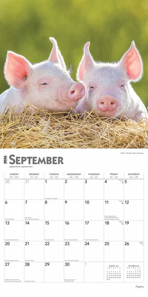 Piglets – Ferkel 2026 – 16-Monatskalender: Original BrownTrout-Kalender [Mehrsprachig] [Kalender]